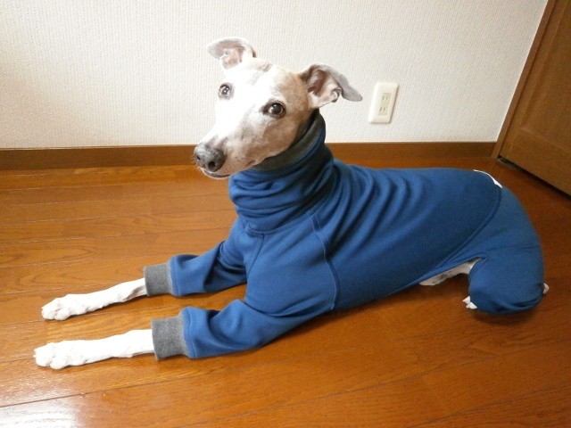 犬服 [受注生産]ウィペット用フルスーツ ネイビーブルー | iichi 