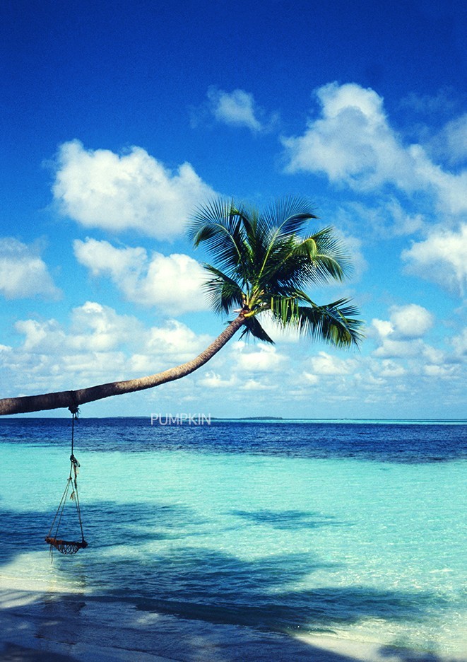 椰子の木と水平線 Ph 063 モルディブ モルジブ インド洋 椰子の木 エメラルドグリーン 浅瀬 白い砂 Iichi ハンドメイド クラフト作品 手仕事品の通販