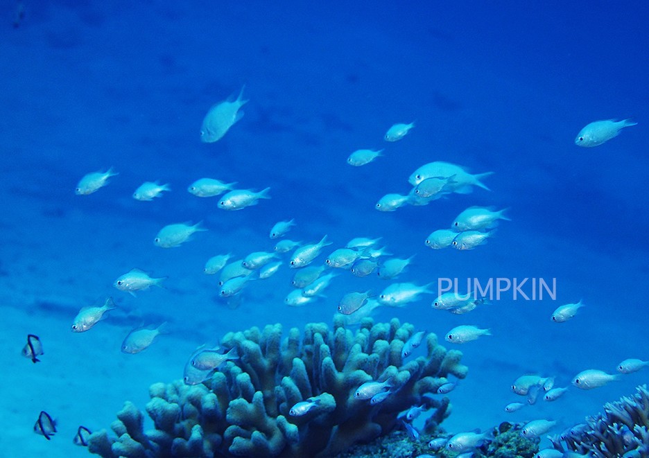 沖縄水中風景 No 1 Ph 064 沖縄 慶良間諸島 サンゴ礁 水中 小魚 エメラルドグリーン 浅瀬 白い砂 Iichi ハンドメイド クラフト作品 手仕事品の通販