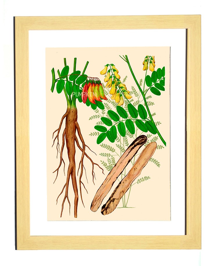 ハーブダイアリー B 04 ボタニカルアート イラスト オウギ 植物画 漢方 薬草 Iichi ハンドメイド クラフト作品 手仕事品の通販