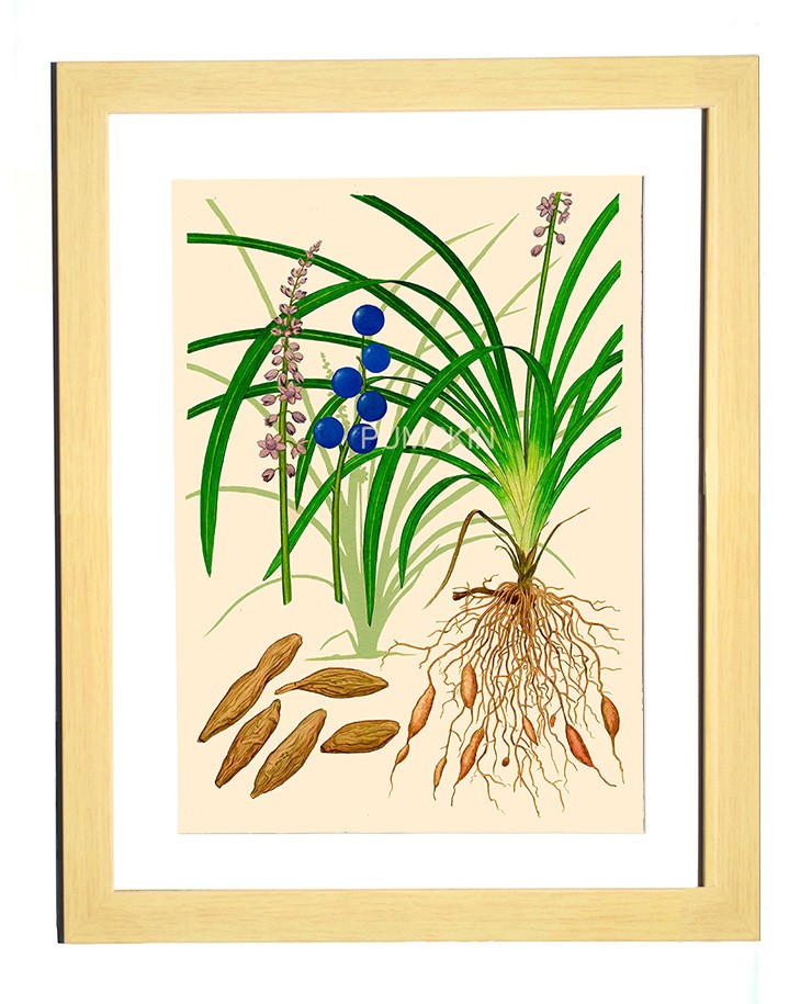 ハーブダイアリー B A4 013 ボタニカルアート イラスト 植物画 漢方 バクモントウ 薬草 根 Iichi ハンドメイド クラフト作品 手仕事品の通販