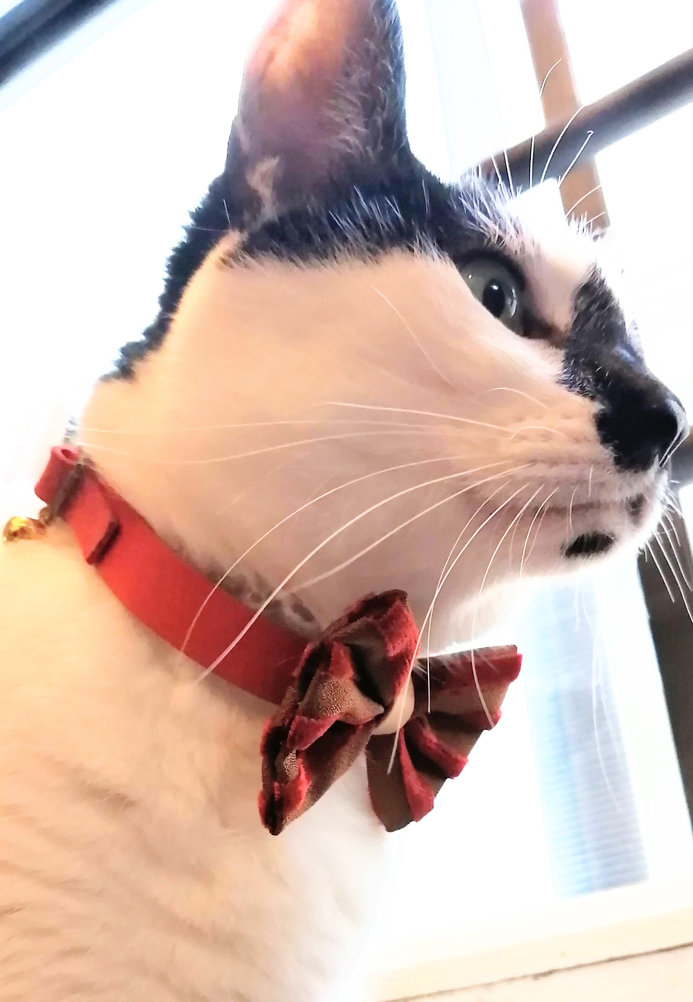 送料無料 本革とぷっくりリボンの猫の首輪 Iichi ハンドメイド クラフト作品 手仕事品の通販