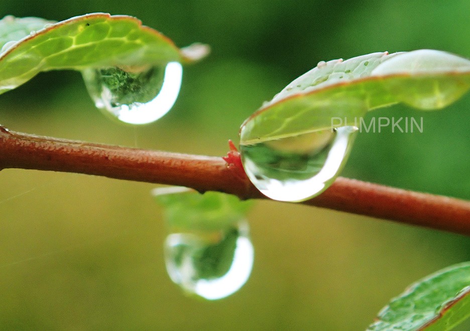 しずく No 13 Ph 0145 写真 雫 雨 水滴 雨つぶ 小雨 光 水玉 Iichi ハンドメイド クラフト作品 手仕事品の通販
