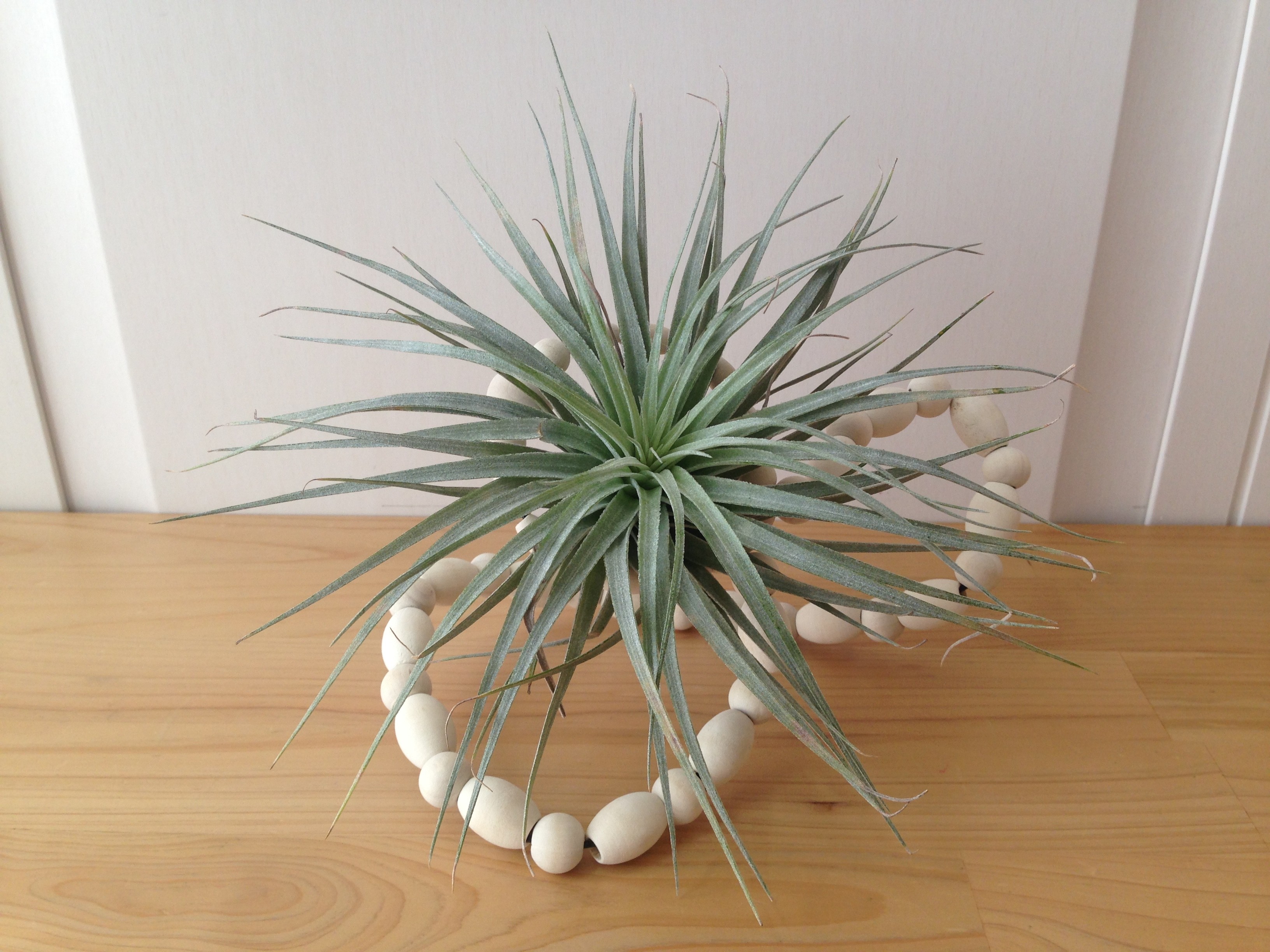 エアープランツ の置き形プランター E お取置き商品 Iichi ハンドメイド クラフト作品 手仕事品の通販