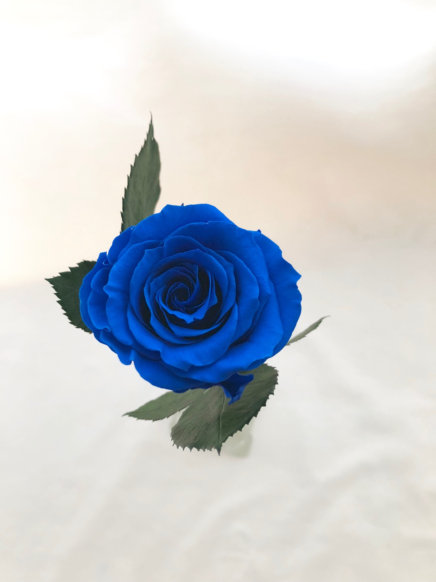プリザーブドフラワー 青い薔薇の祝福一輪ラッピング Iichi ハンドメイド クラフト作品 手仕事品の通販