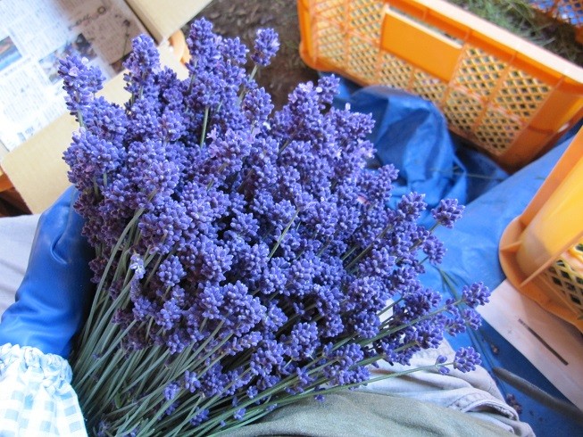 2１年フレッシュラベンダー５００g 生花 切花 栽培期間中農薬を使わないで育てました Iichi ハンドメイド クラフト作品 手仕事品の通販