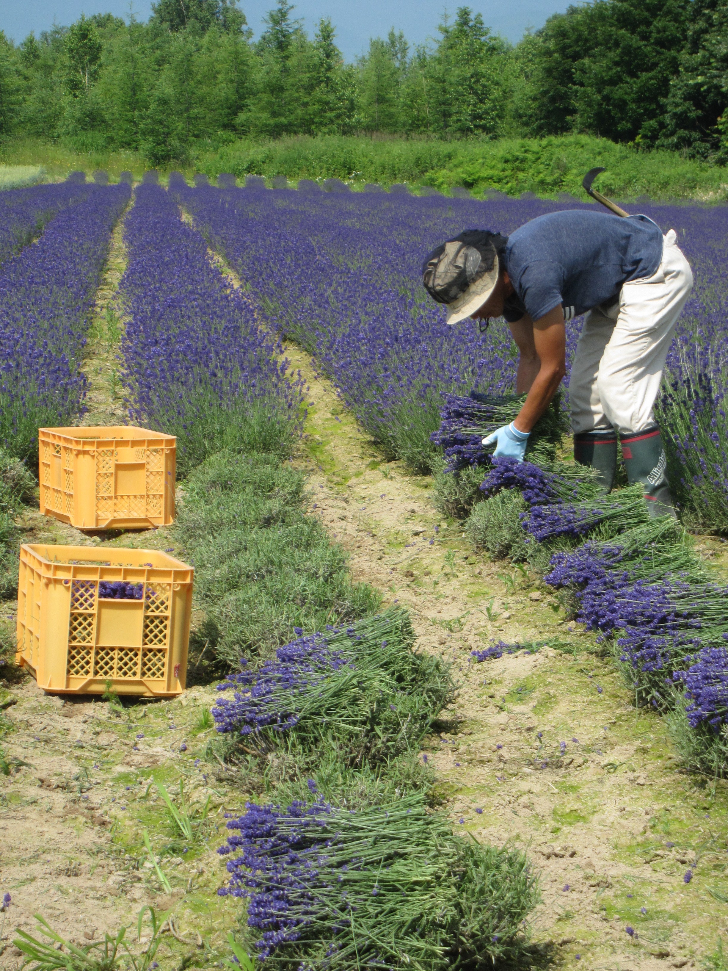 年７月13日前後 終了間近 お急ぎを ２０２０年フレッシュラベンダー５００g 生花 切花 農薬を使わないで育てました Iichi ハンドメイド クラフト作品 手仕事品の通販