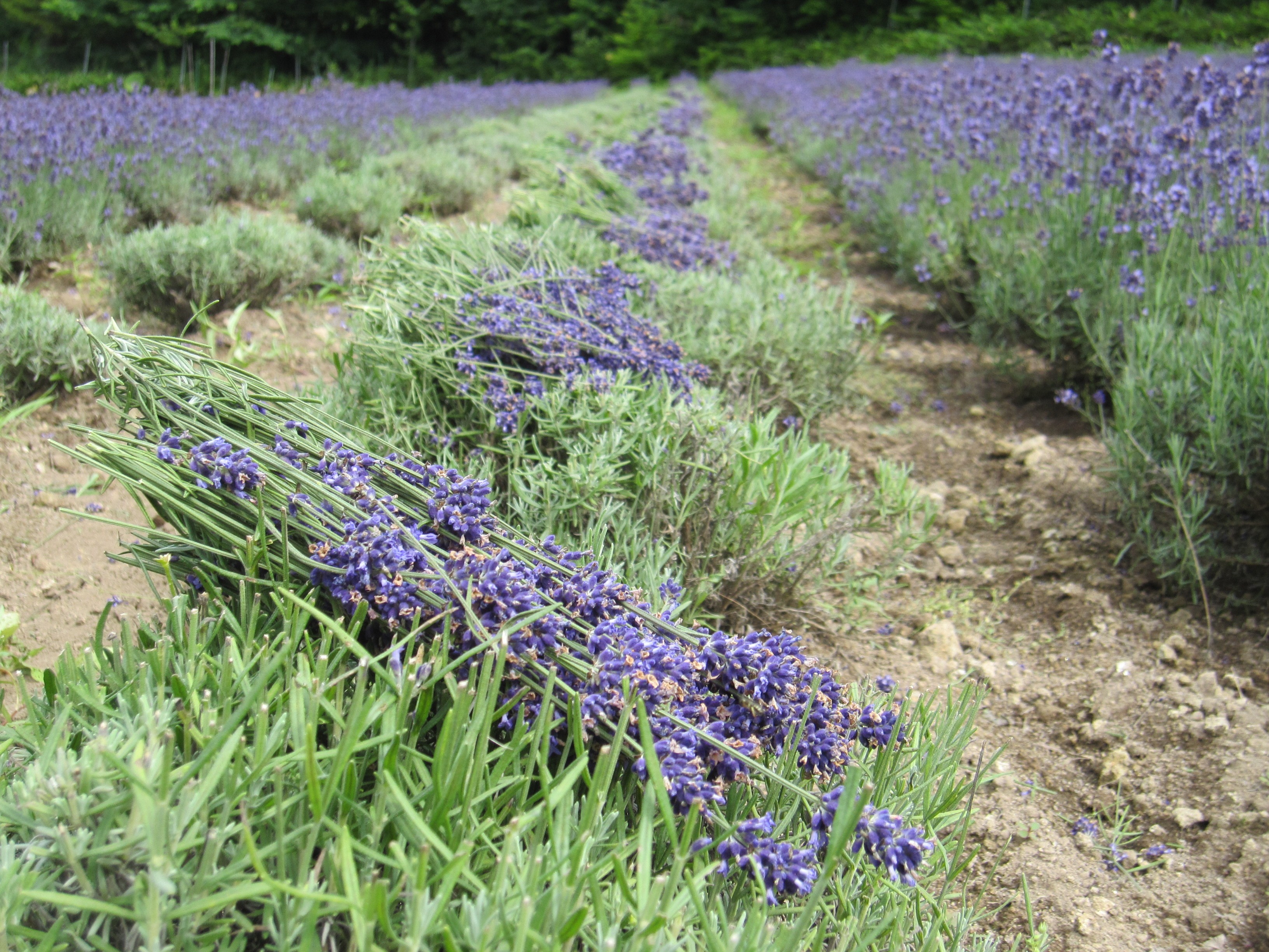 年７月13日前後 終了間近 お急ぎを ２０２０年フレッシュラベンダー５００g 生花 切花 農薬を使わないで育てました Iichi ハンドメイド クラフト作品 手仕事品の通販