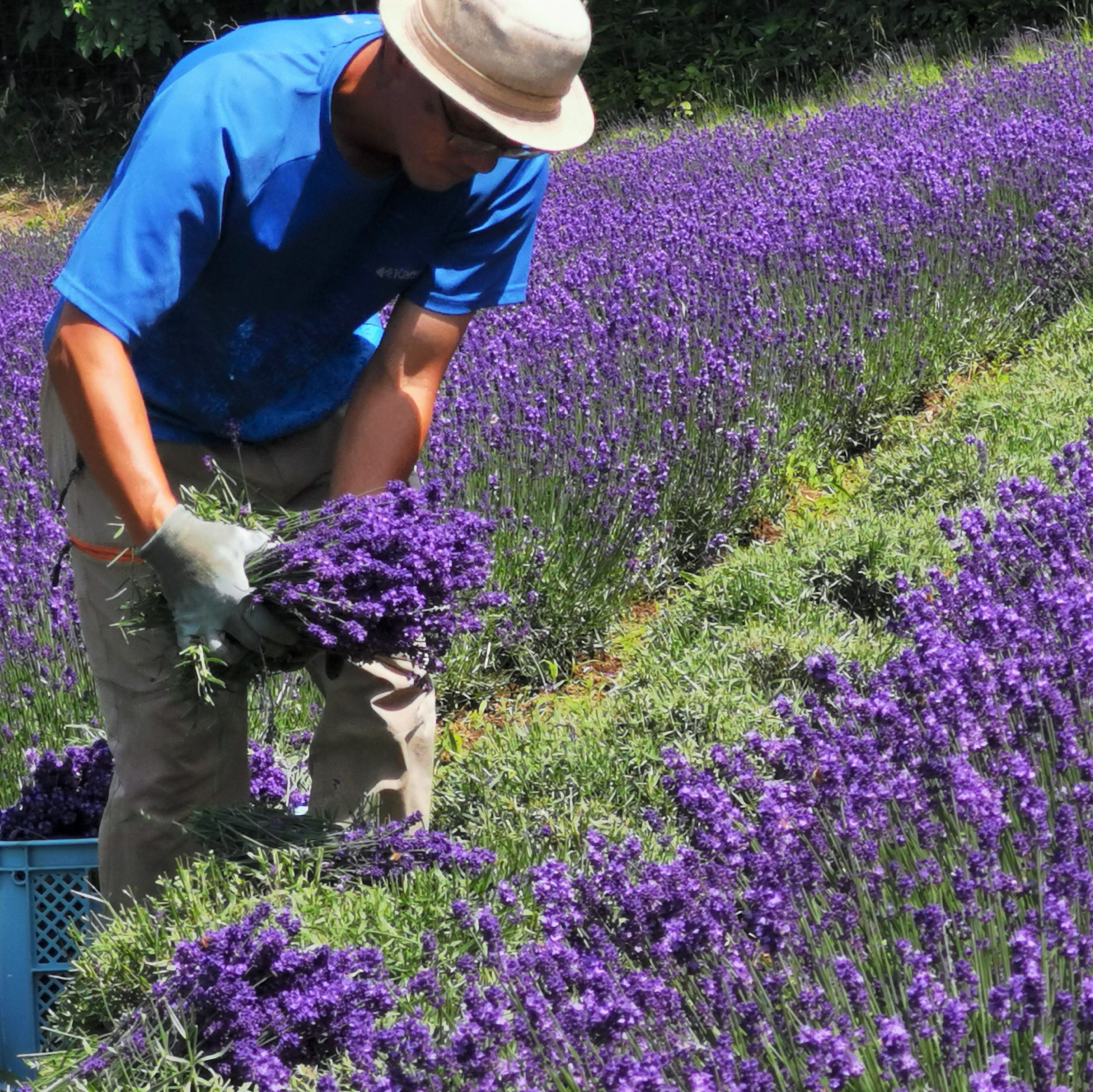 2１年フレッシュラベンダー５００g 生花 切花 栽培期間中農薬を使わないで育てました Iichi ハンドメイド クラフト作品 手仕事品の通販