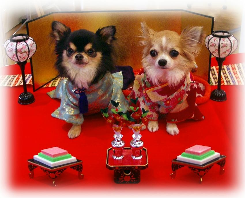 犬着物 若君 オーダーメイド 犬服 犬の着物 平安 Iichi ハンドメイド クラフト作品 手仕事品の通販