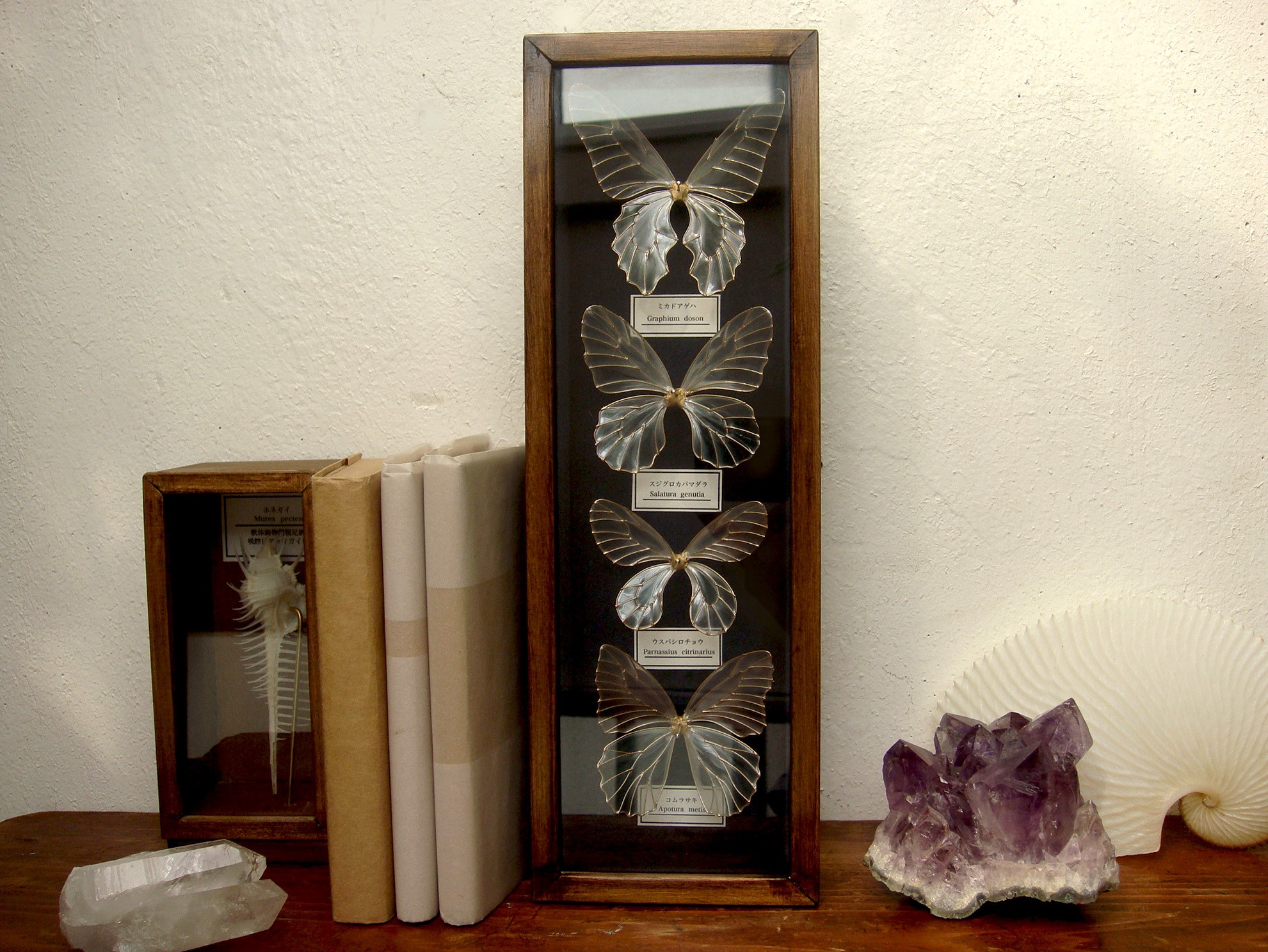 樹脂製縦型蝶標本箱 一点物 Iichi ハンドメイド クラフト作品