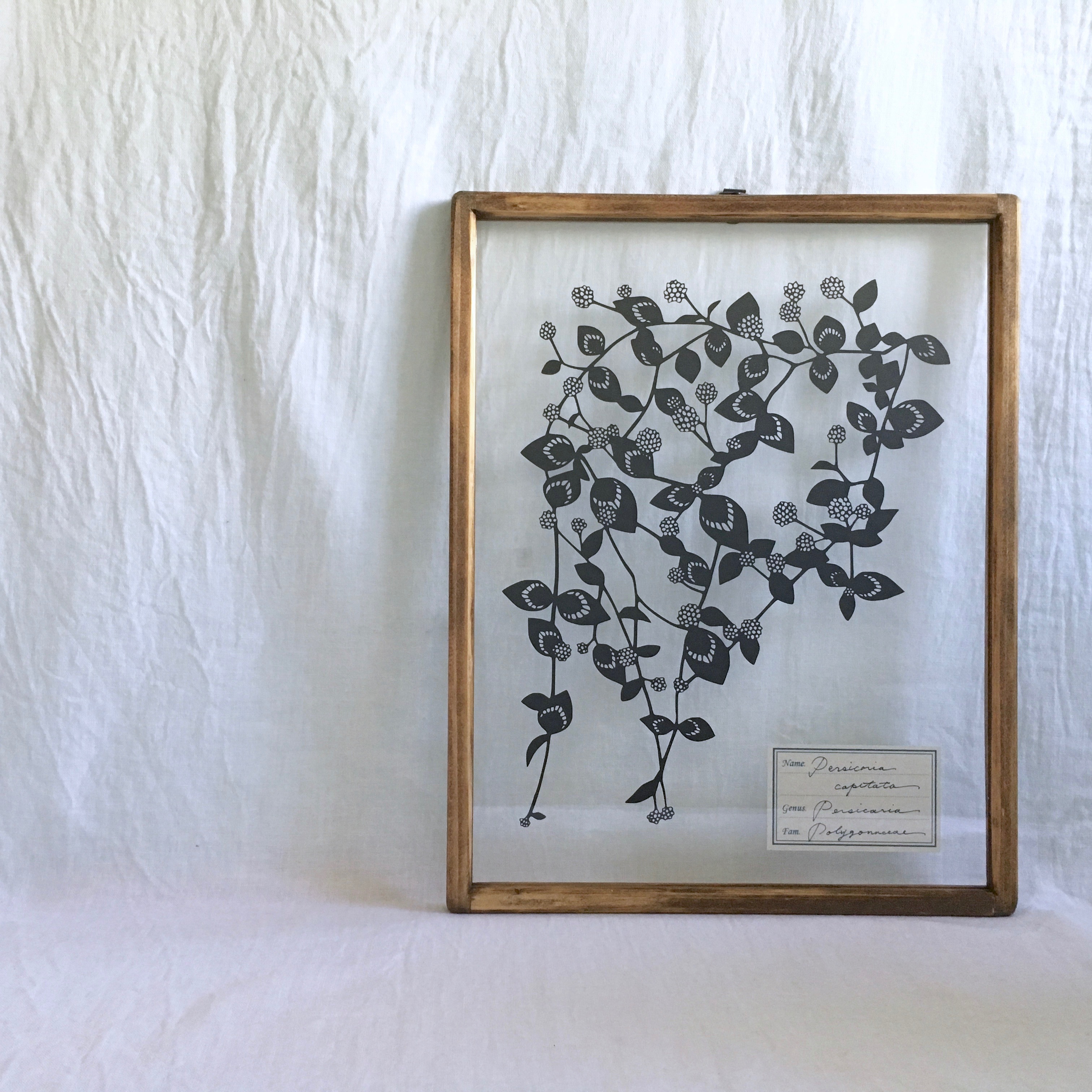 植物標本シリーズ ヒメツルソバの切り絵フレーム Iichi ハンドメイド クラフト作品 手仕事品の通販