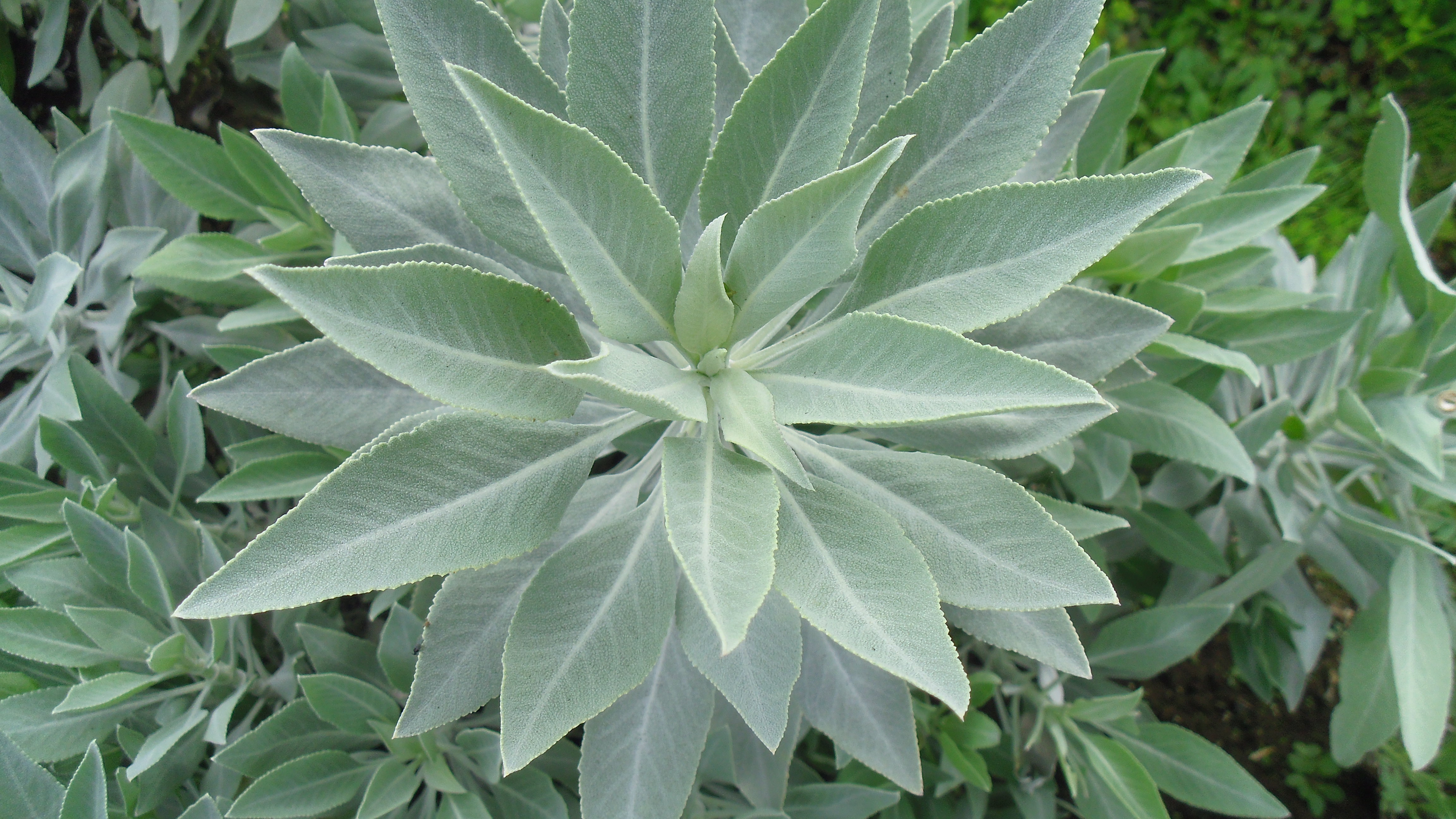 Iichi開始記念 数量限定 ｏｆｆ 自家栽培 国産 生 ホワイトセージ１００ 浄化ミスト Iichi ハンドメイド クラフト作品 手仕事品の通販