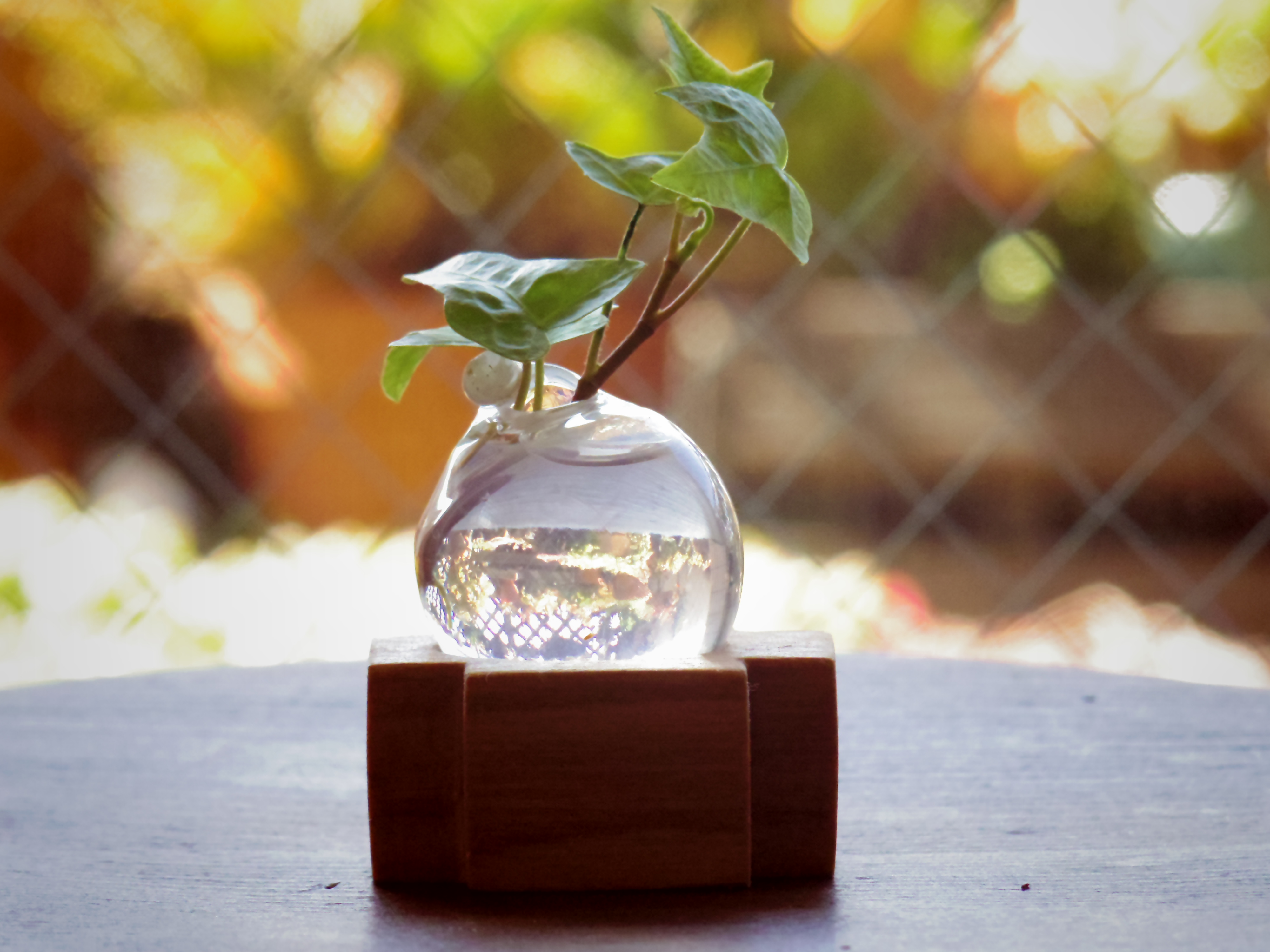 小さな吹きガラスの一輪挿し シマトネリコの木 Iichi ハンドメイド クラフト作品 手仕事品の通販