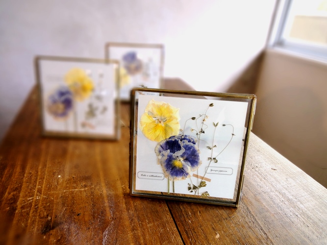 植物標本 押し花フレーム パンジーとオニタラビコ A Iichi ハンドメイド クラフト作品 手仕事品の通販