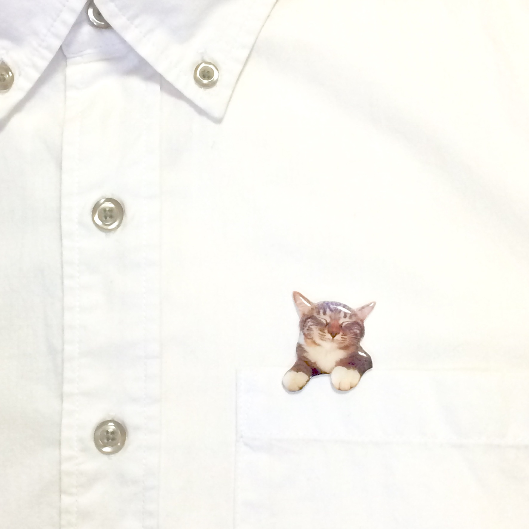 ポケットからのぞく爆睡キジトラ猫