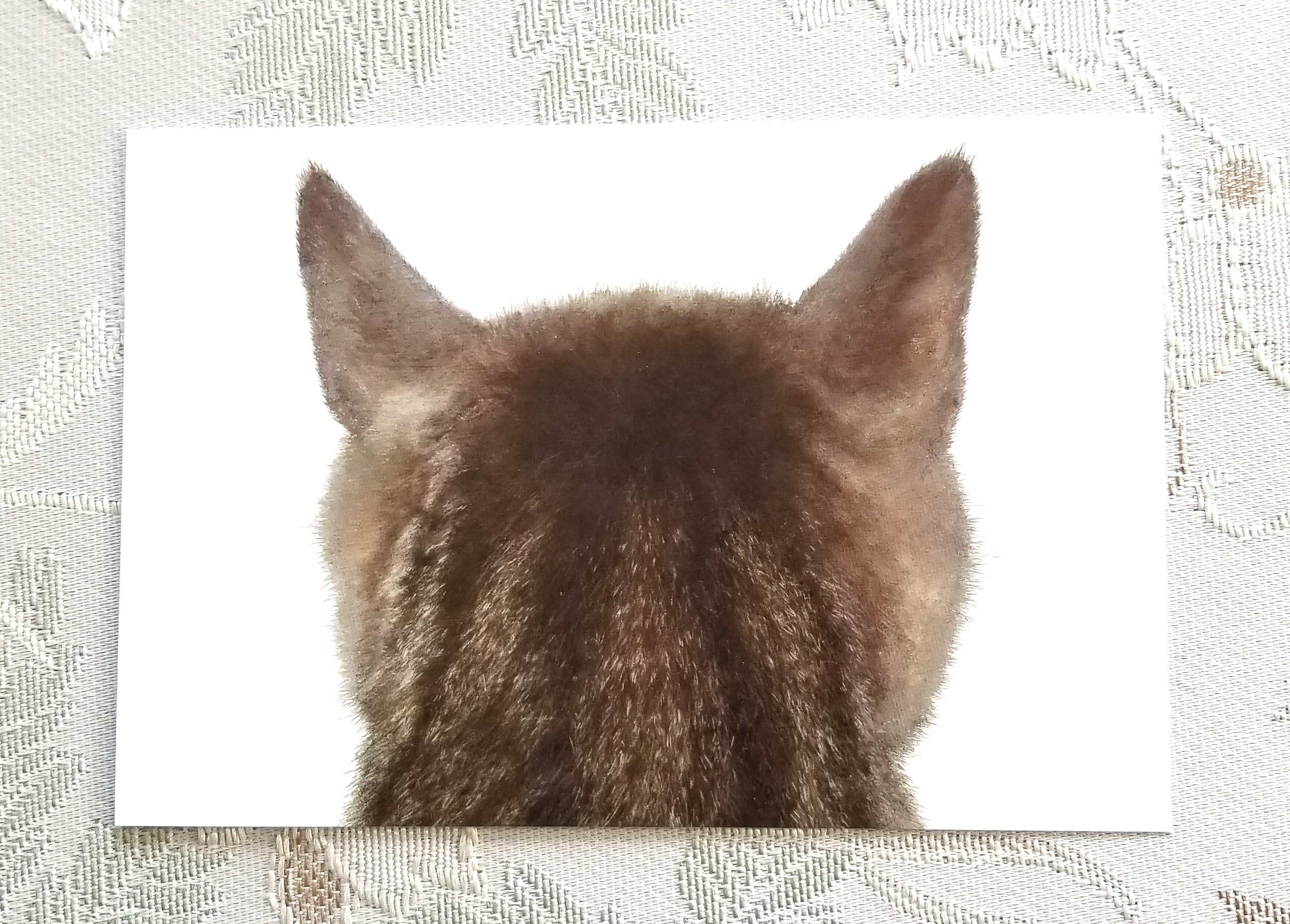 猫の後頭部ポストカード トルン Iichi ハンドメイド クラフト作品 手仕事品の通販