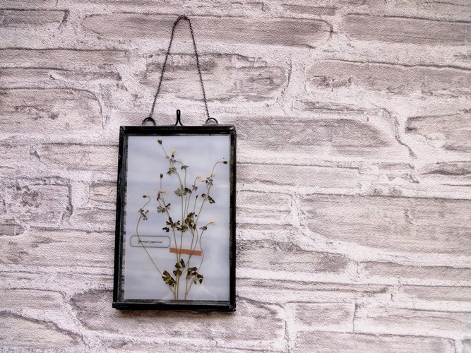 植物標本 押し花の壁掛けフレーム オニタビラコ Iichi ハンドメイド クラフト作品 手仕事品の通販