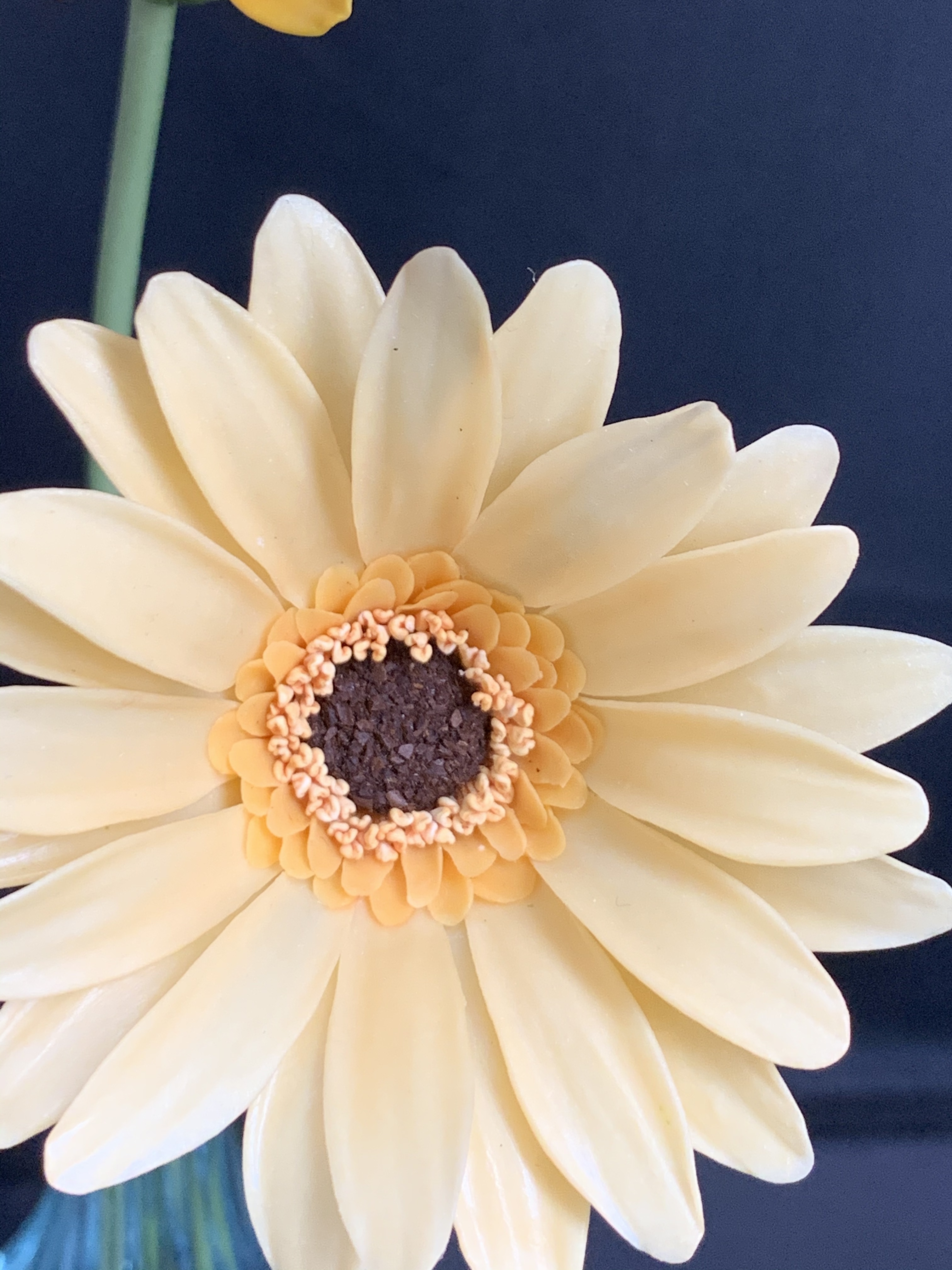 楽天カード分割 ガーベラ 種 F1カートホイールミックス 1袋 10粒 ガーベラの種 ガーベラの花 花たね 花の種 種子 タネ 国華園