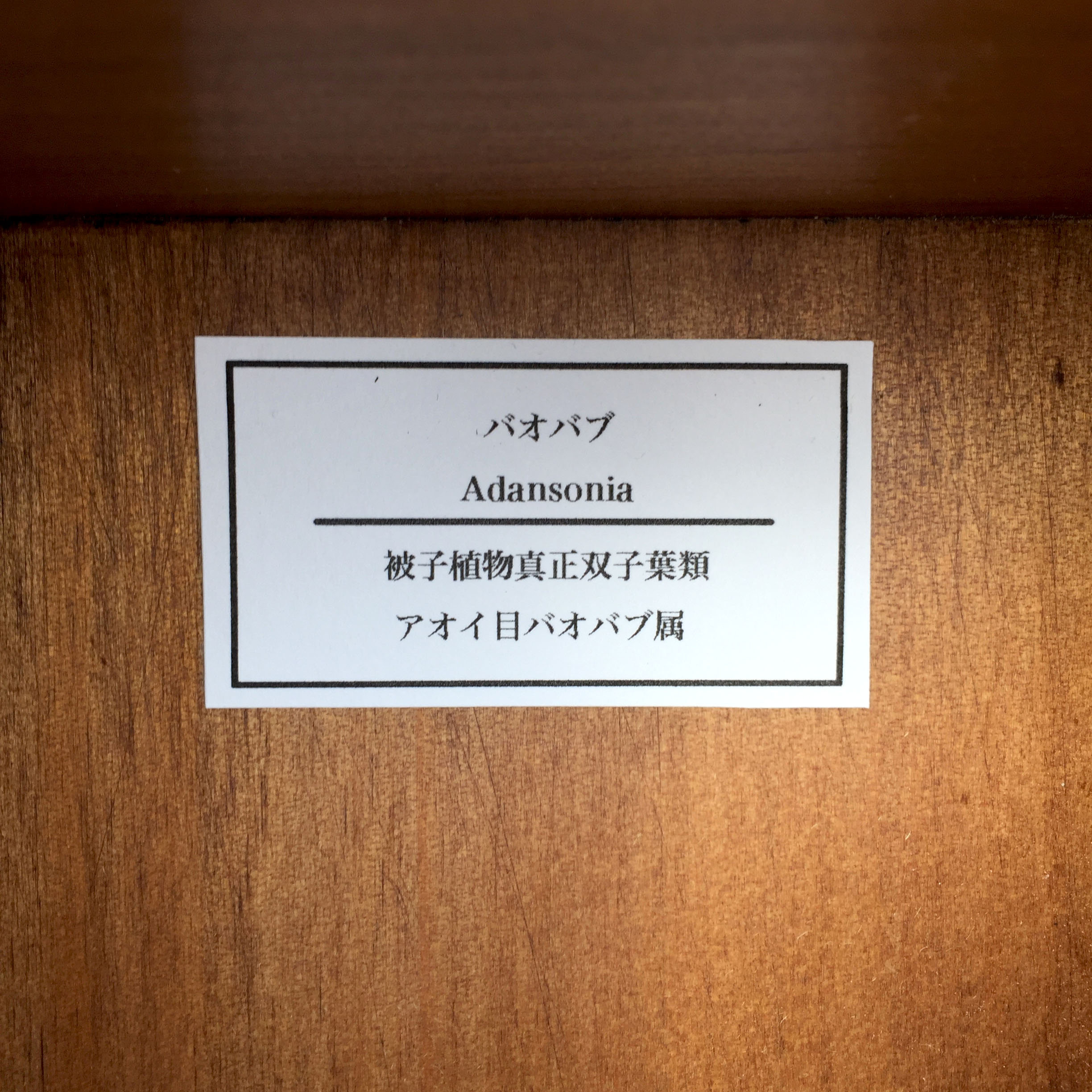 バオバブの実標本 Iichi ハンドメイド クラフト作品 手仕事品の通販