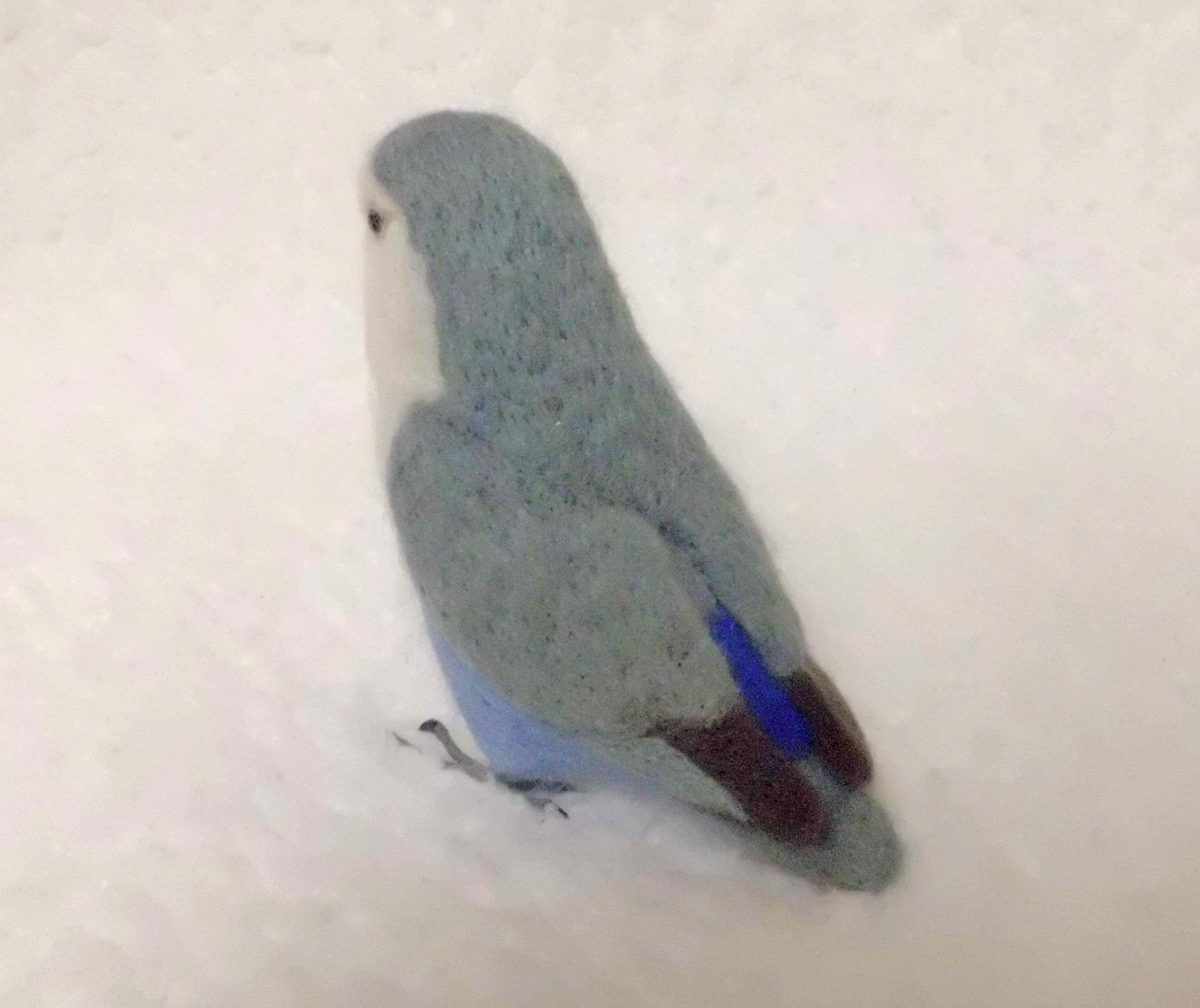 リアルサイズ ライフサイズ コザクラインコ バイオレット 羊毛フェルト 羊毛ぬいぐるみ Iichi ハンドメイド クラフト作品 手仕事品の通販