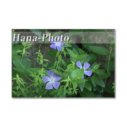 1397 青や紫の花 ポストカード5枚組 Iichi ハンドメイド クラフト作品 手仕事品の通販