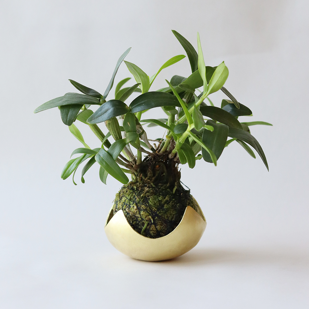 鎚目模様の苔玉受 星鉢受 Iichi ハンドメイド クラフト作品 手仕事品の通販