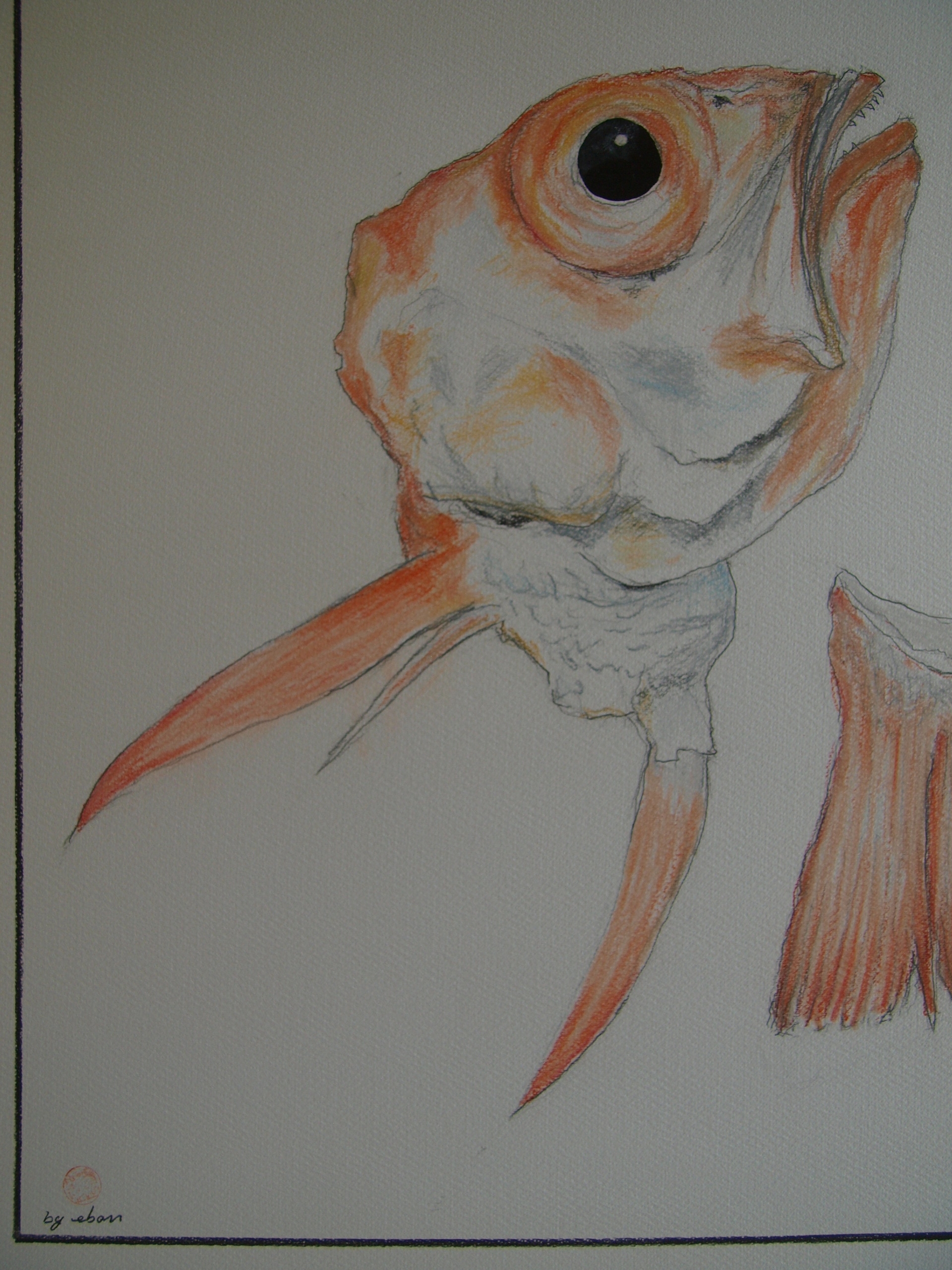 原画】『魚の王様』（鯛 魚 海 魚介類 海産物 絵画 パステル画）