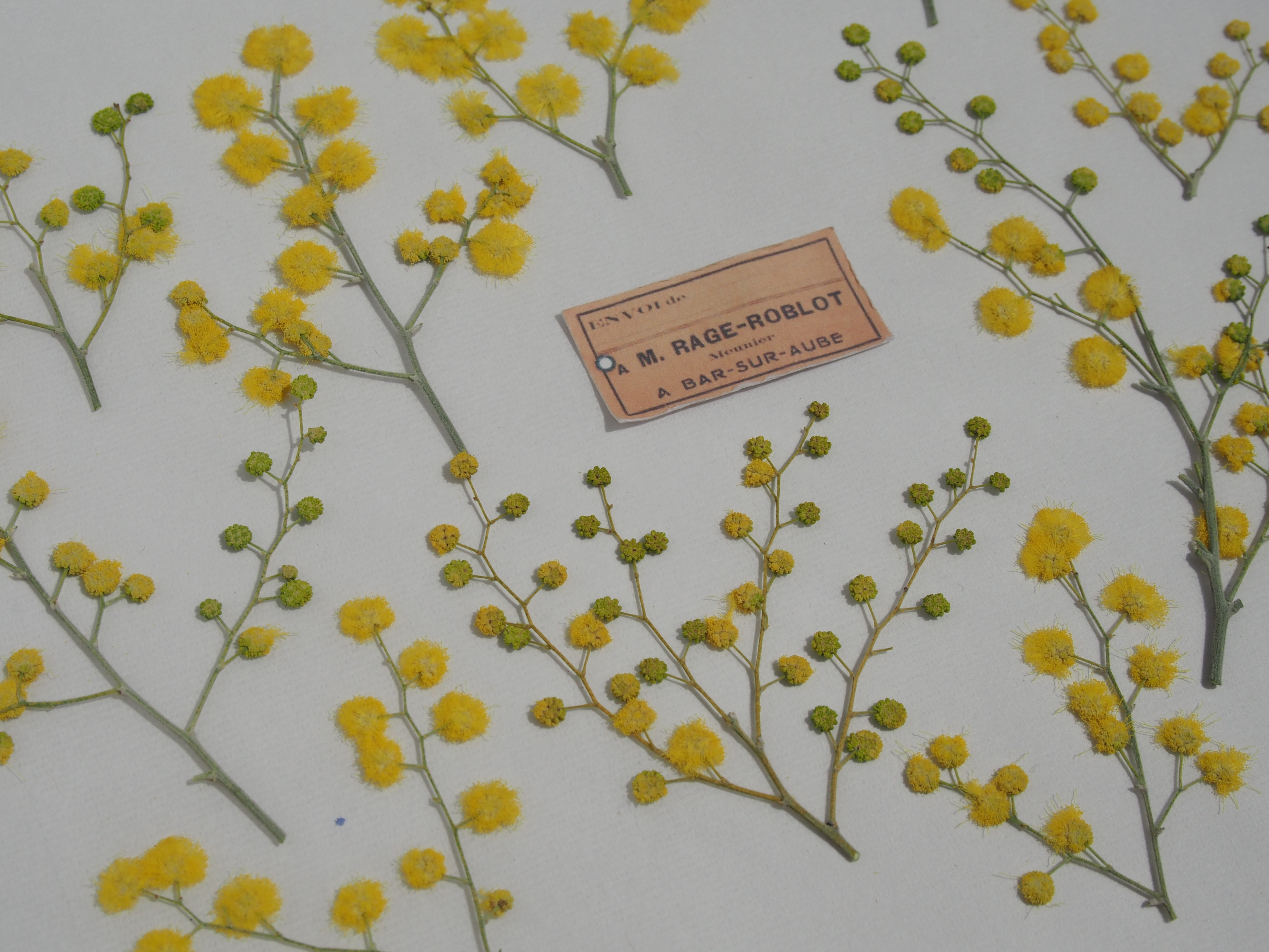 ラッピング不可 押し花 ミモザ お試し用 素材 材料 Zir Clinic