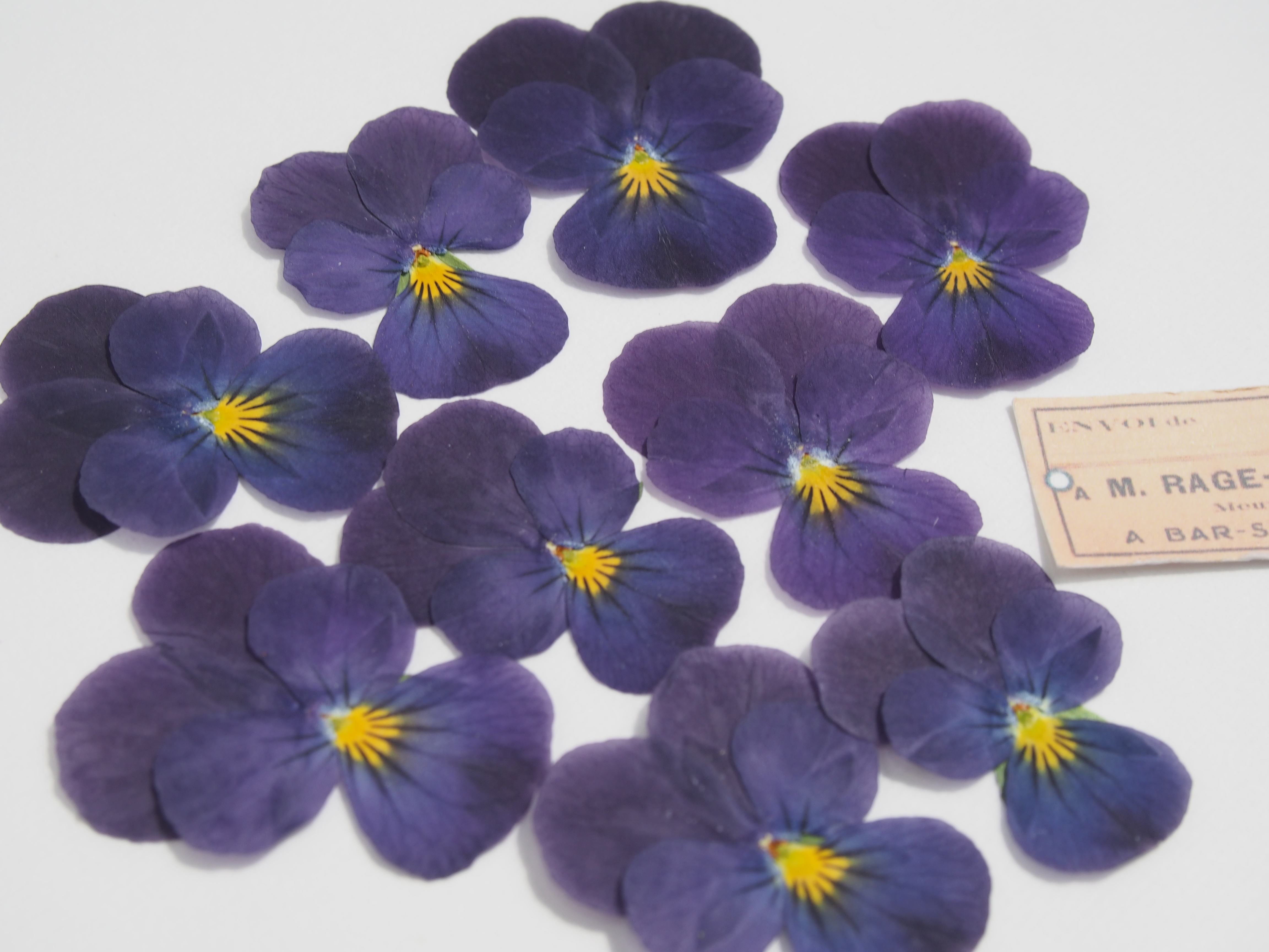 押し花 ビオラ すみれのような紫 素材 花材 キャンドル ハーバリウム レジン Iichi ハンドメイド クラフト作品 手仕事品の通販