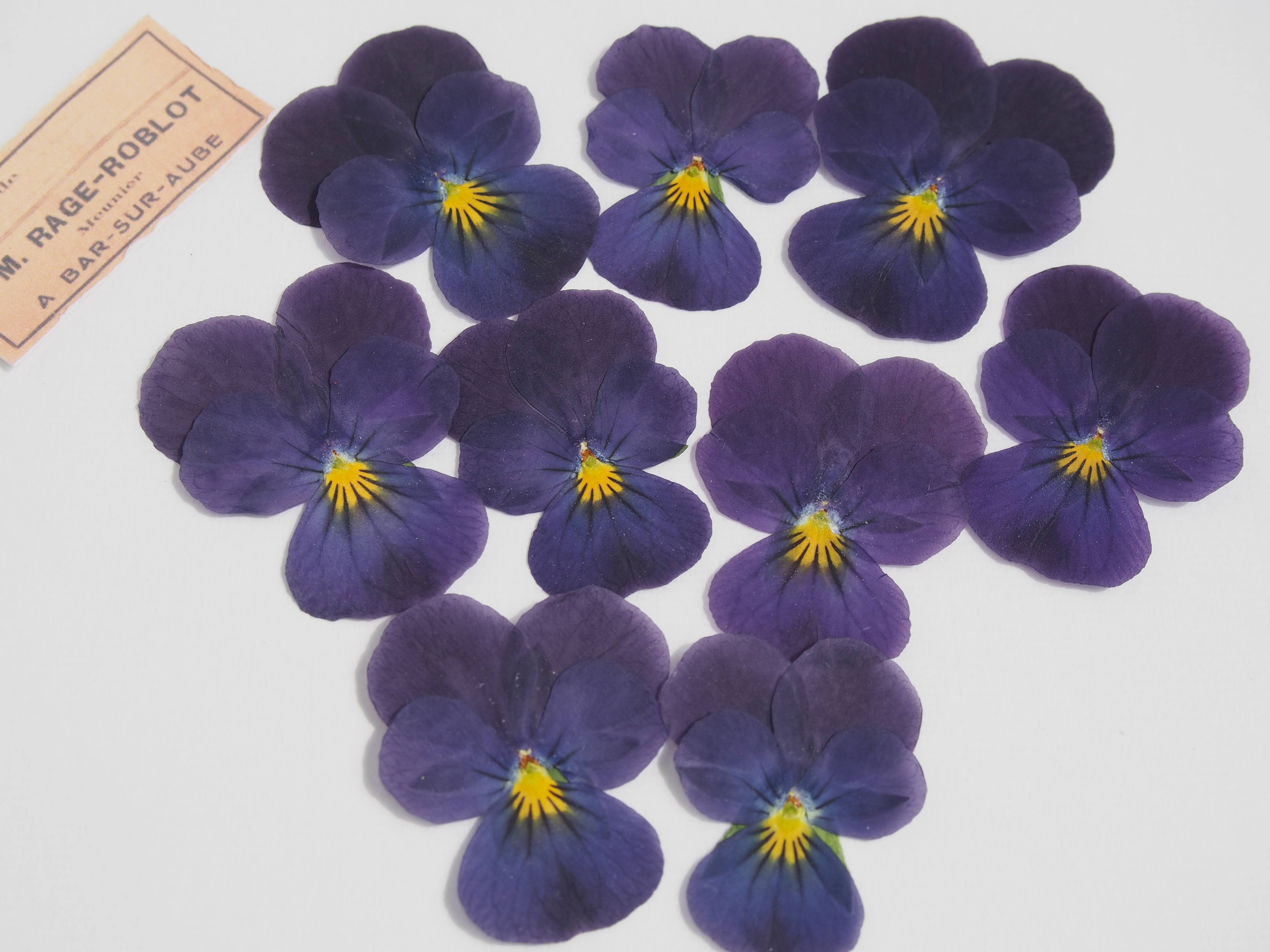 押し花 ビオラ すみれのような紫 素材 花材 キャンドル ハーバリウム レジン Iichi ハンドメイド クラフト作品 手仕事品の通販