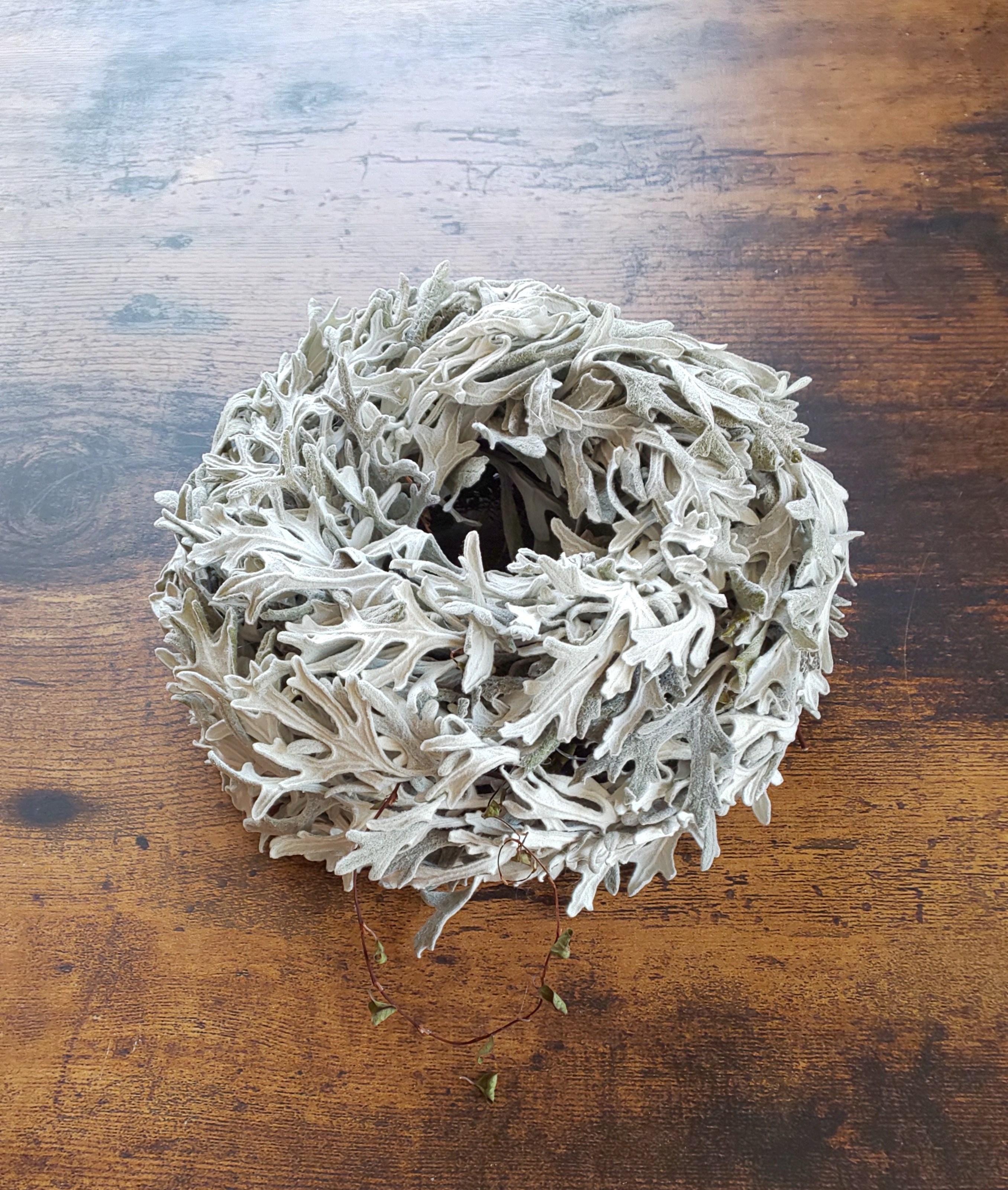 ダスティミラーとワイヤープランツの小さなリース ドライフラワーリース Iichi ハンドメイド クラフト作品 手仕事品の通販