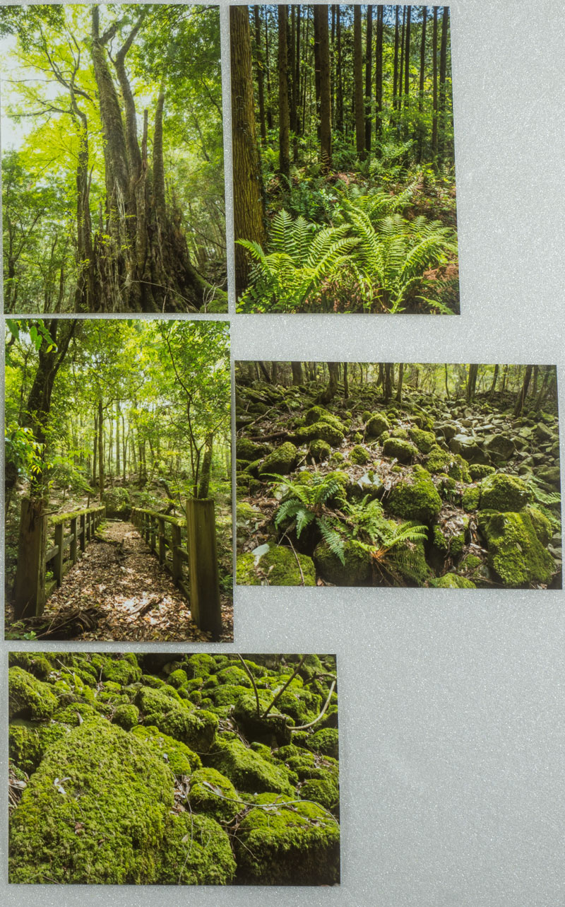 Lサイズの写真 植物の緑の風景13枚セット L022n Iichi ハンドメイド クラフト作品 手仕事品の通販
