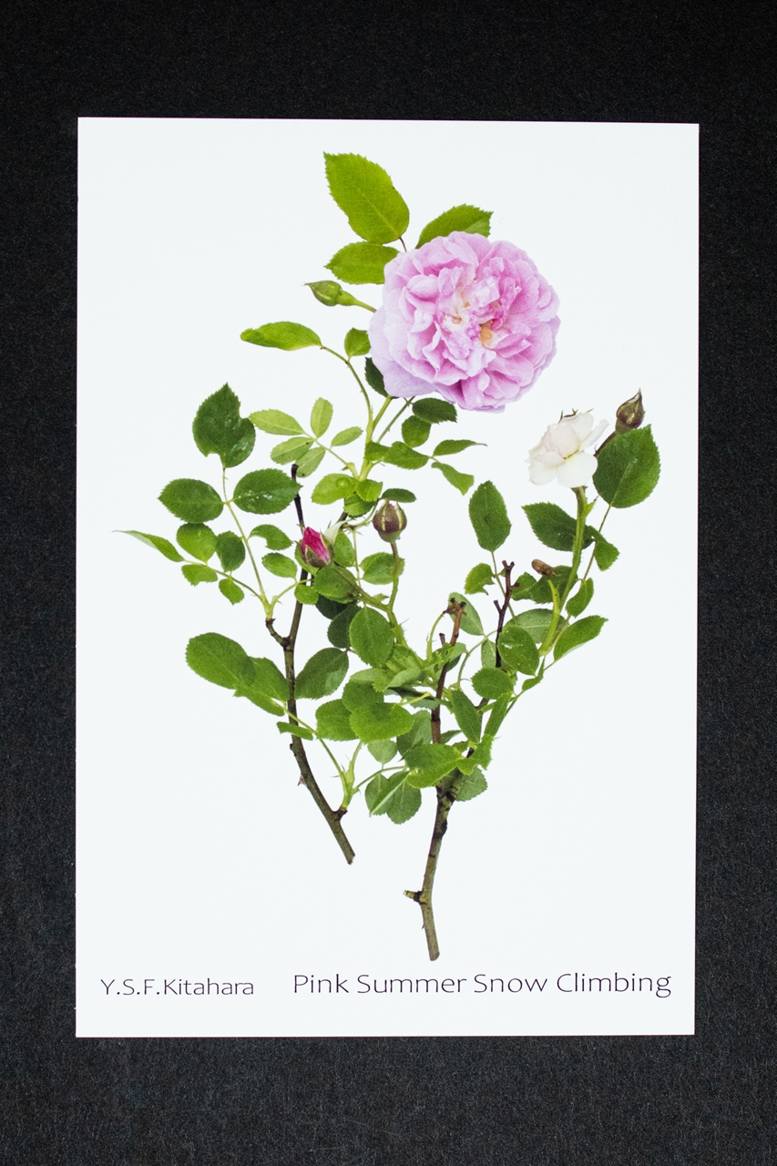 バラのポストカード ピンク サマースノー クライミング Iichi ハンドメイド クラフト作品 手仕事品の通販