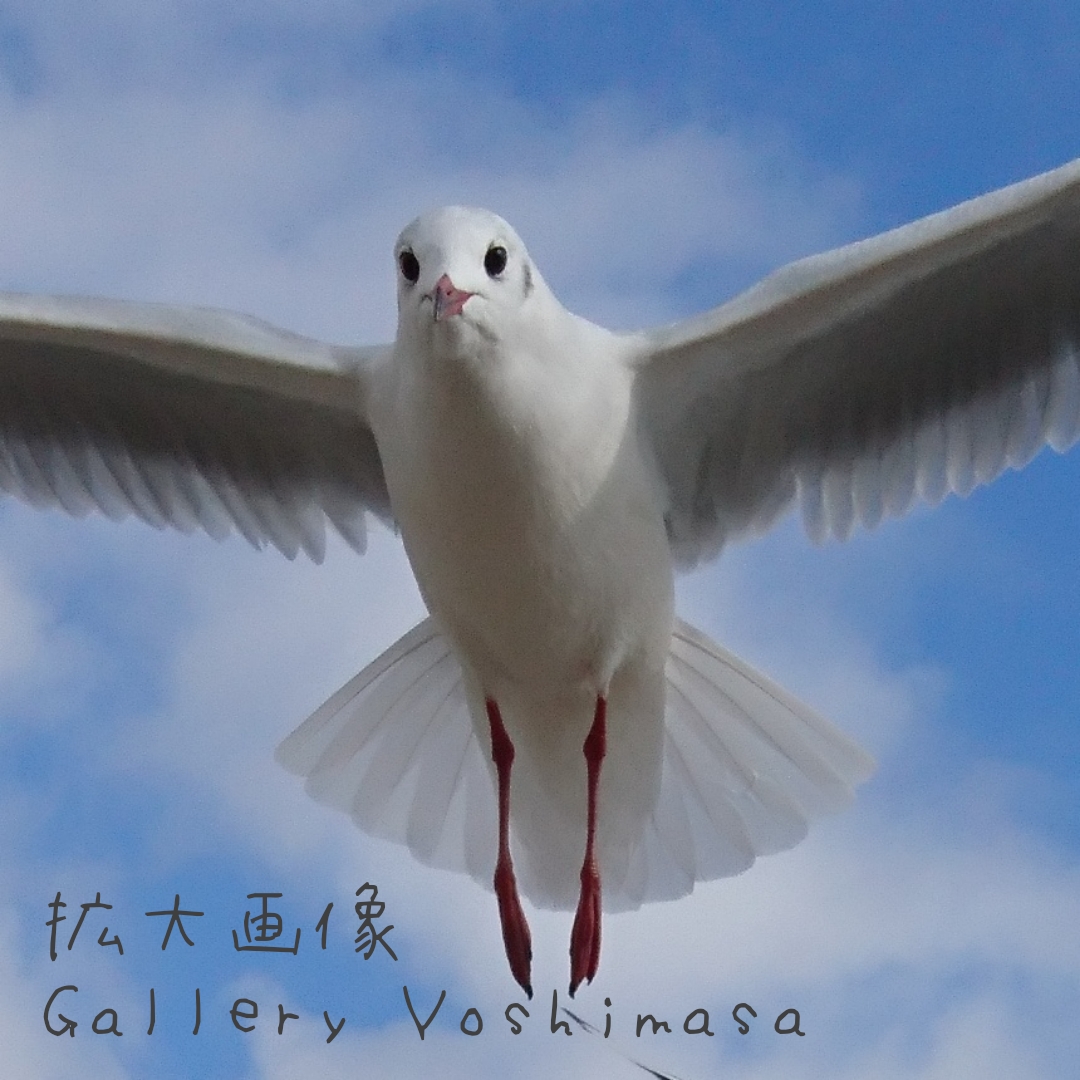 みなと神戸に咲く華 ユリカモメ カモメのいる暮らし A3 サイズ光沢写真縦 写真のみ 神戸風景写真 Iichi ハンドメイド クラフト作品 手仕事品の通販