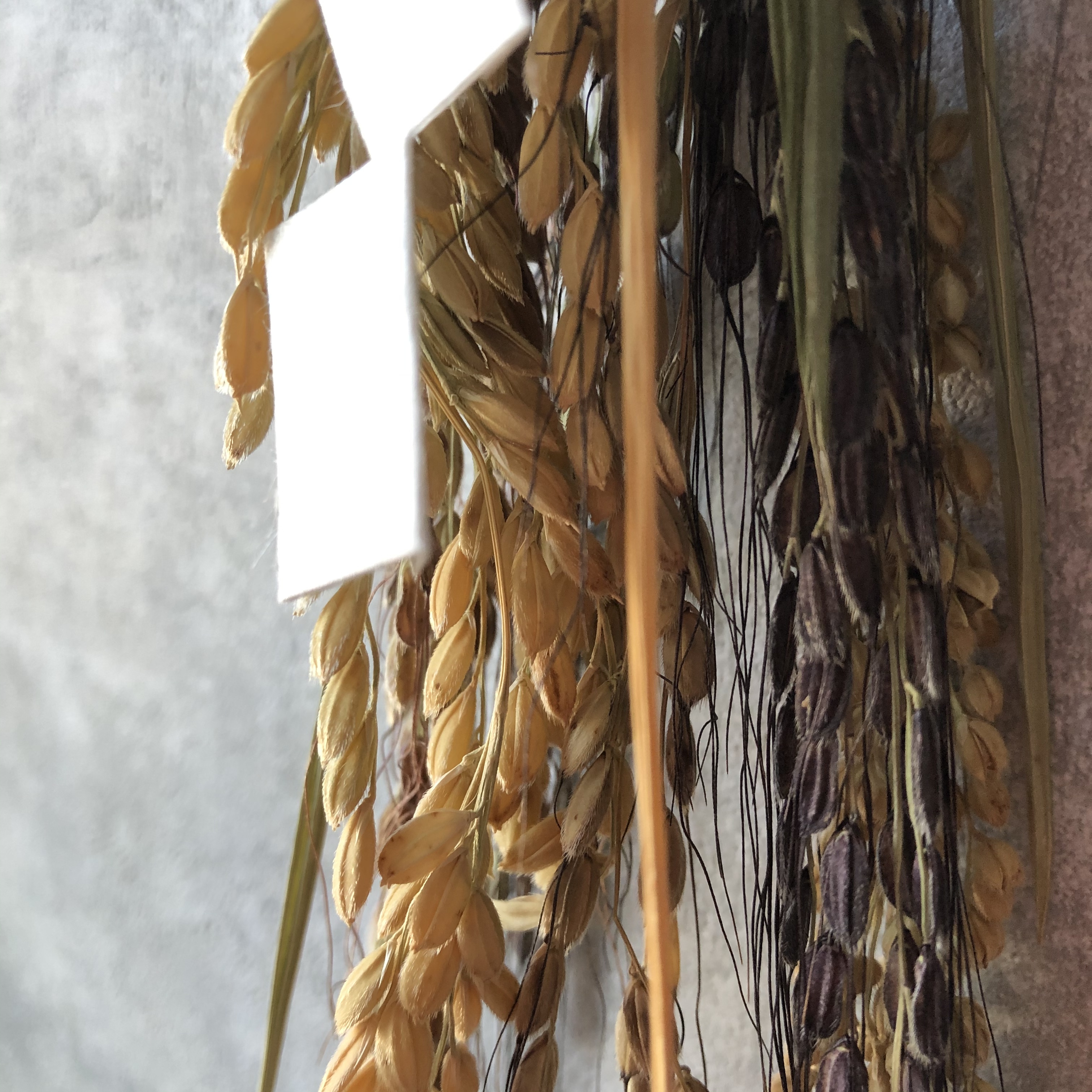 伊勢流紙垂付き 古代米のお正月飾り Iichi ハンドメイド クラフト作品 手仕事品の通販
