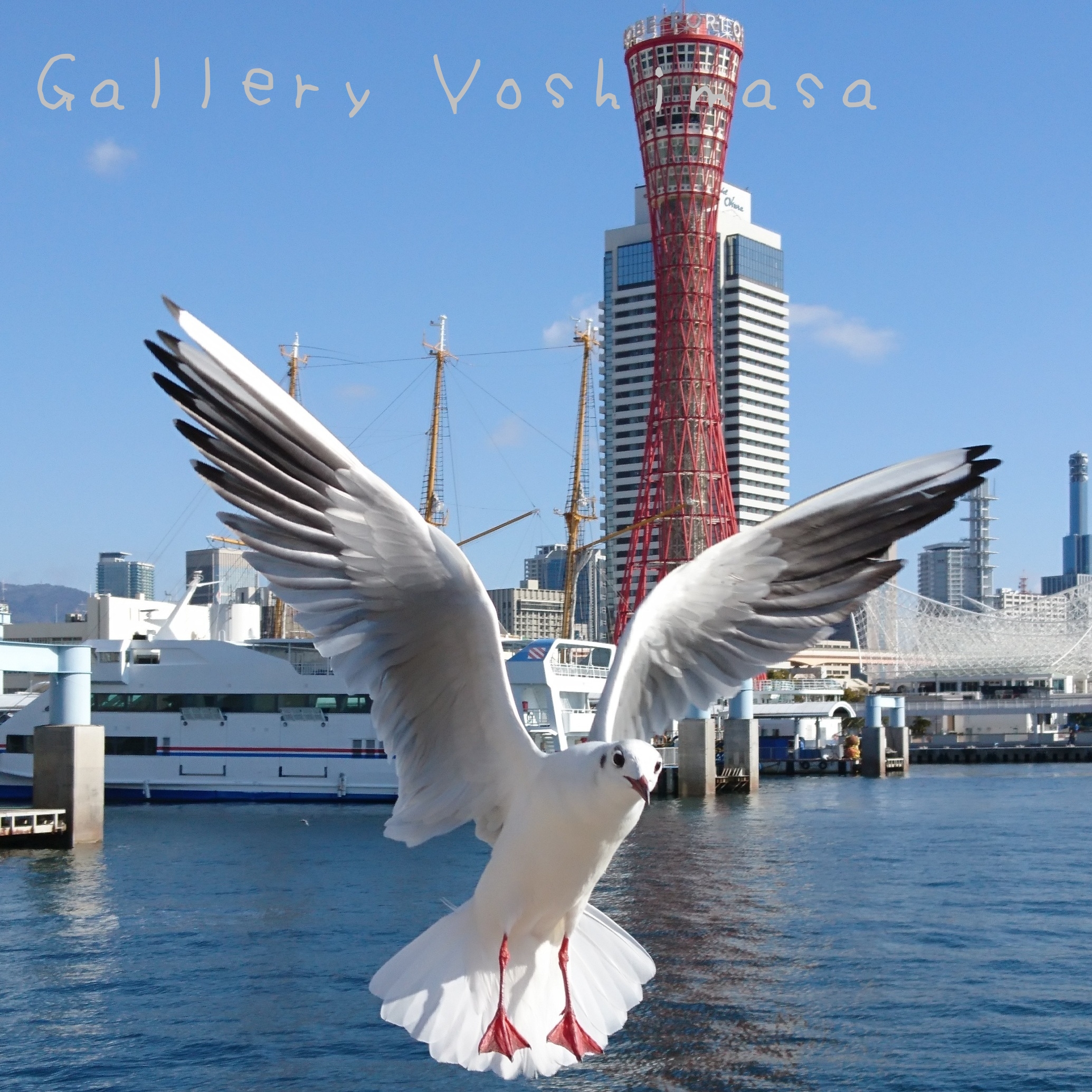 ビジネスバック みなと神戸に咲く華 「ユリカモメ」 A3 サイズ光沢写真