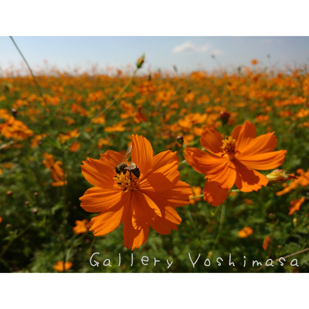 妖精 コスモス 花のある暮らし 2l判サイズ光沢写真横 写真のみ 花写真 蜂写真 Iichi ハンドメイド クラフト作品 手仕事品の通販