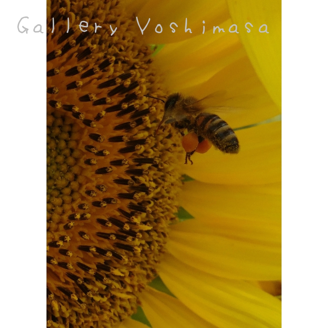 ミツバチ 花粉団子 ハチのいる暮らし 2l判サイズ光沢写真縦 写真のみ 花写真 蜂写真 Iichi ハンドメイド クラフト作品 手仕事品の通販