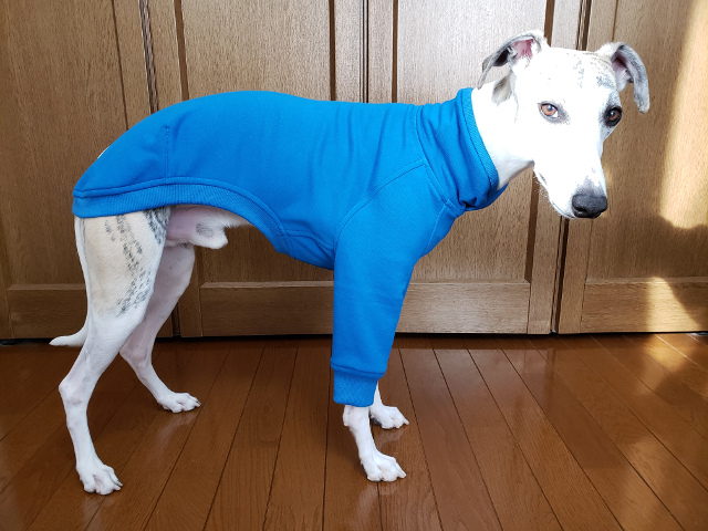 犬服 受注生産 ウィペット用トレーナー Iichi ハンドメイド クラフト作品 手仕事品の通販