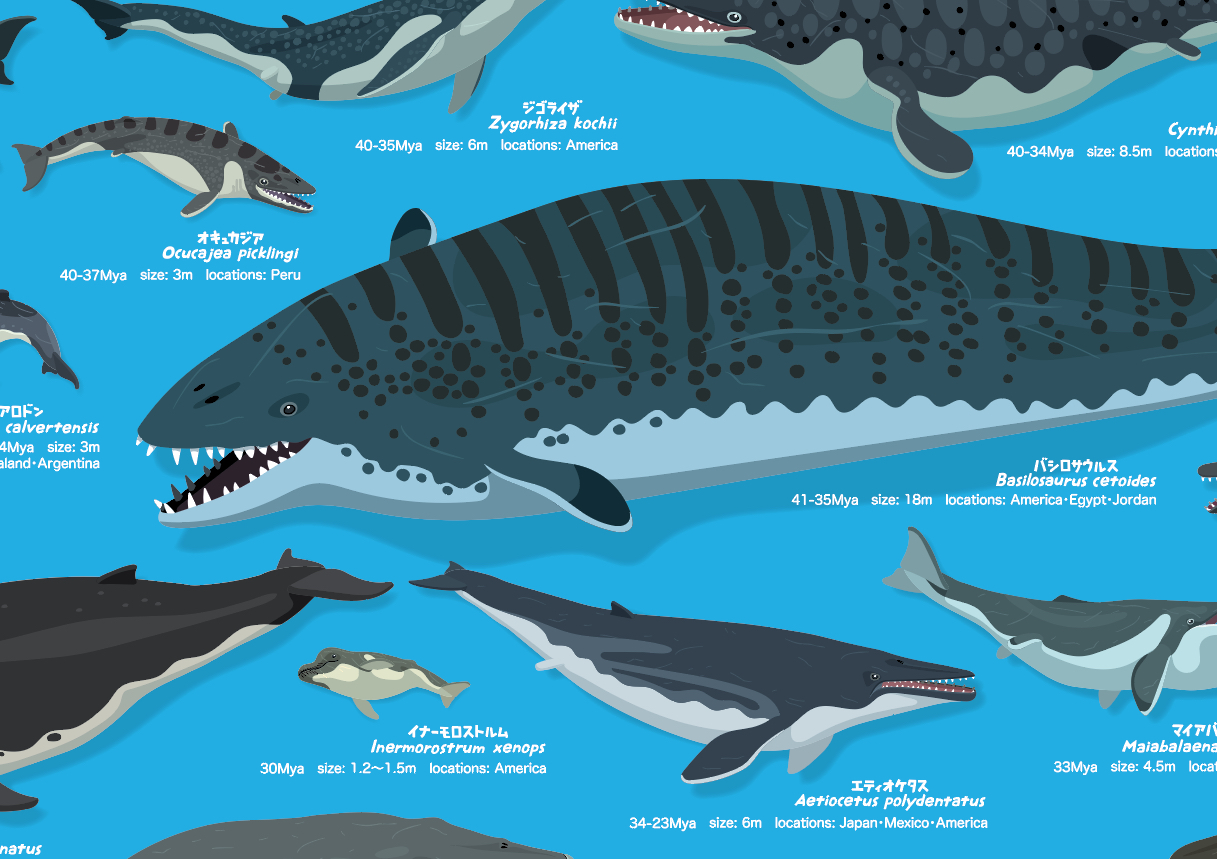 クジラの進化a2ポスター Iichi ハンドメイド クラフト作品 手仕事品の通販