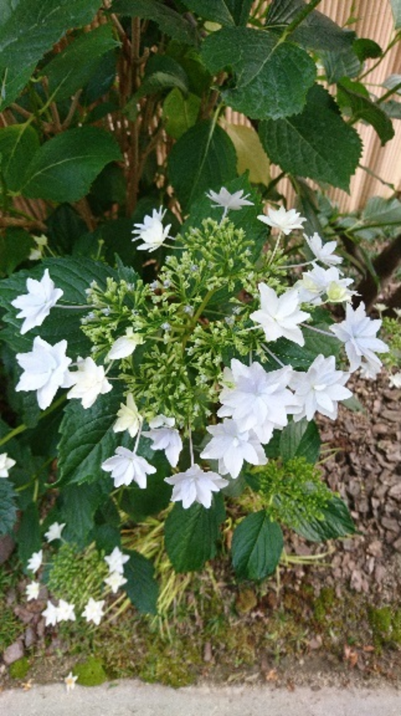 隅田の花火 ガクアジサイ 約25 40cm 日本の淡い薄紫色の八重の額が咲く紫陽花です 母の日に Iichi ハンドメイド クラフト作品 手仕事品の通販