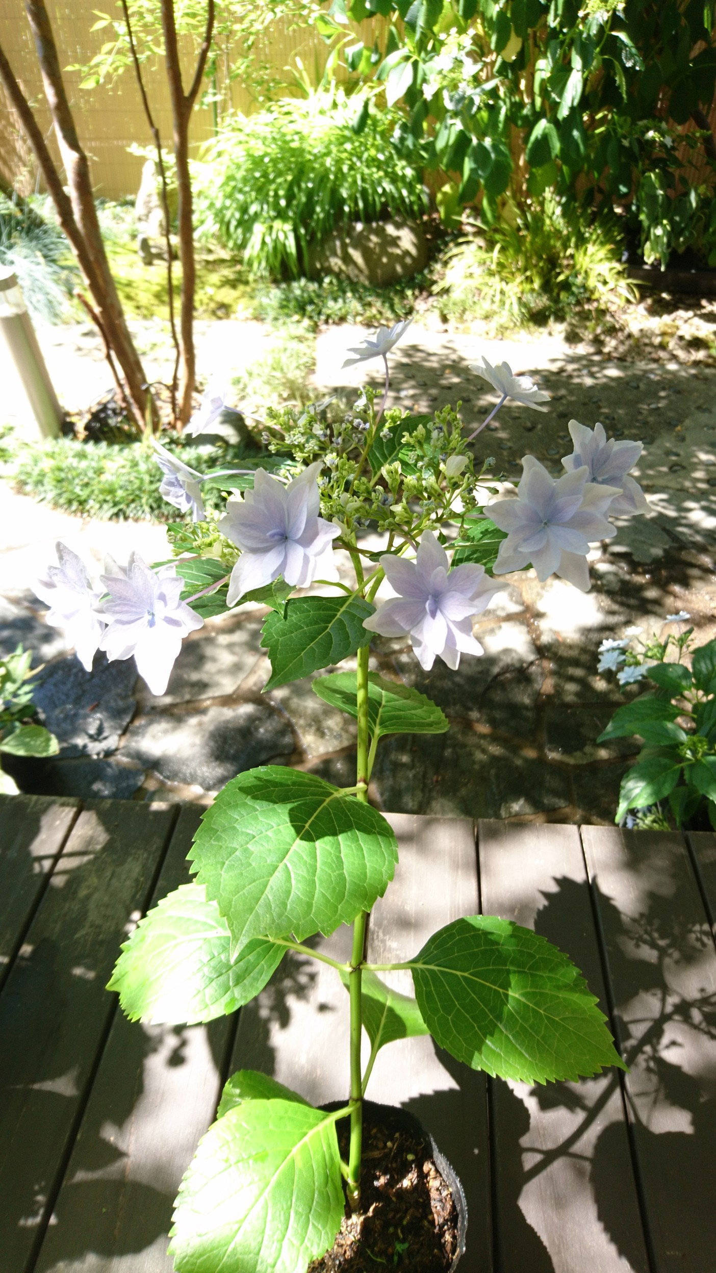 隅田の花火 ガクアジサイ 約25 40cm 日本の淡い薄紫色の八重の額が咲く紫陽花です 母の日に Iichi ハンドメイド クラフト作品 手仕事品の通販