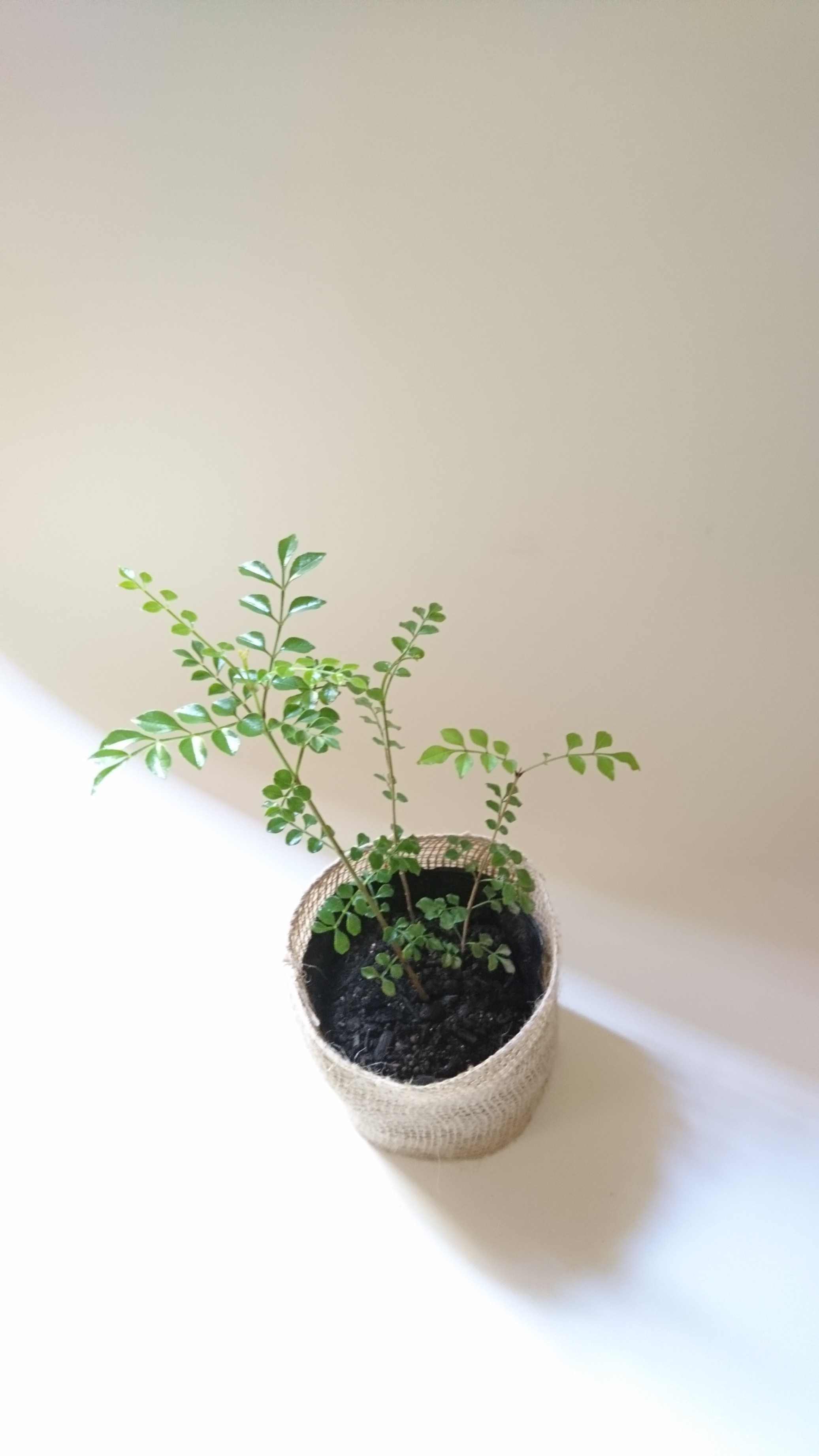 シマトネリコ 苗木 約16 30cm シンボルツリーとして人気の樹種です Iichi ハンドメイド クラフト作品 手仕事品の通販
