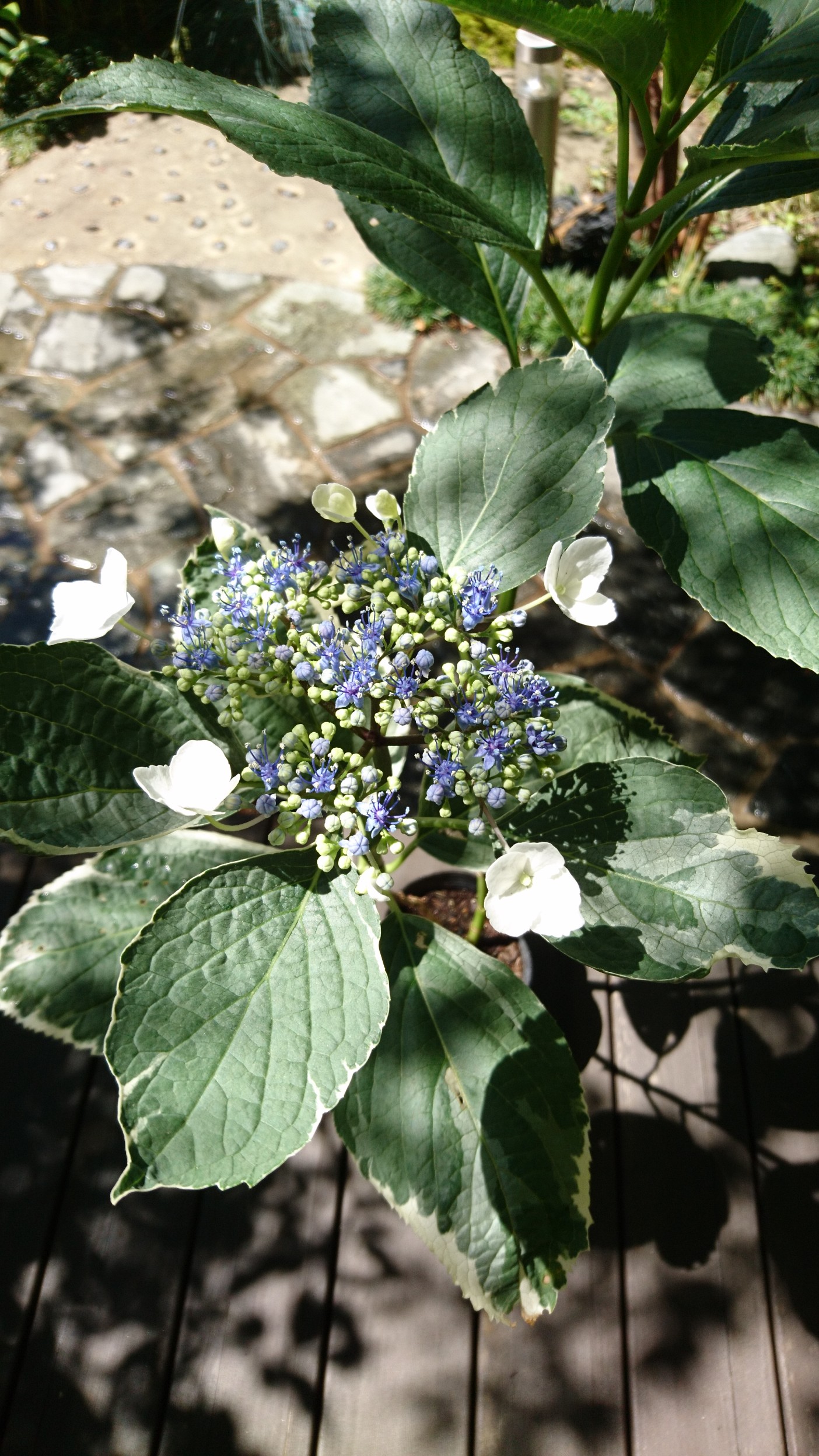 斑入りガクアジサイ 苗木 約25 40 白い縁取りのある明るい葉を持つ紫陽花です Iichi ハンドメイド クラフト作品 手仕事品の通販