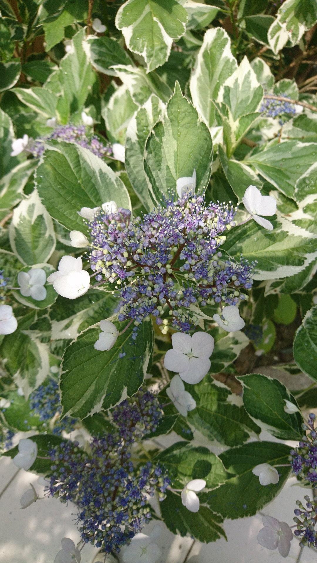 斑入りガクアジサイ 苗木 約25 40 白い縁取りのある明るい葉を持つ紫陽花です Iichi ハンドメイド クラフト作品 手仕事品の通販