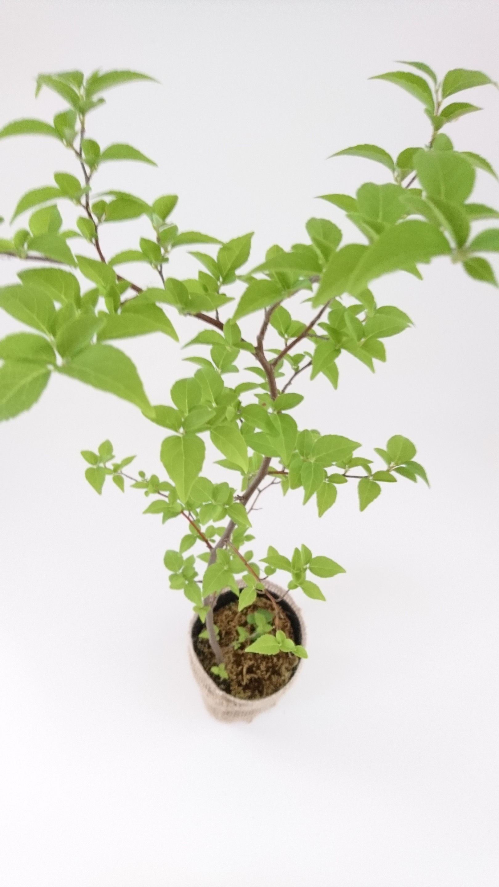 エゴノキ 苗木 約cm 30cm Iichi ハンドメイド クラフト作品 手仕事品の通販