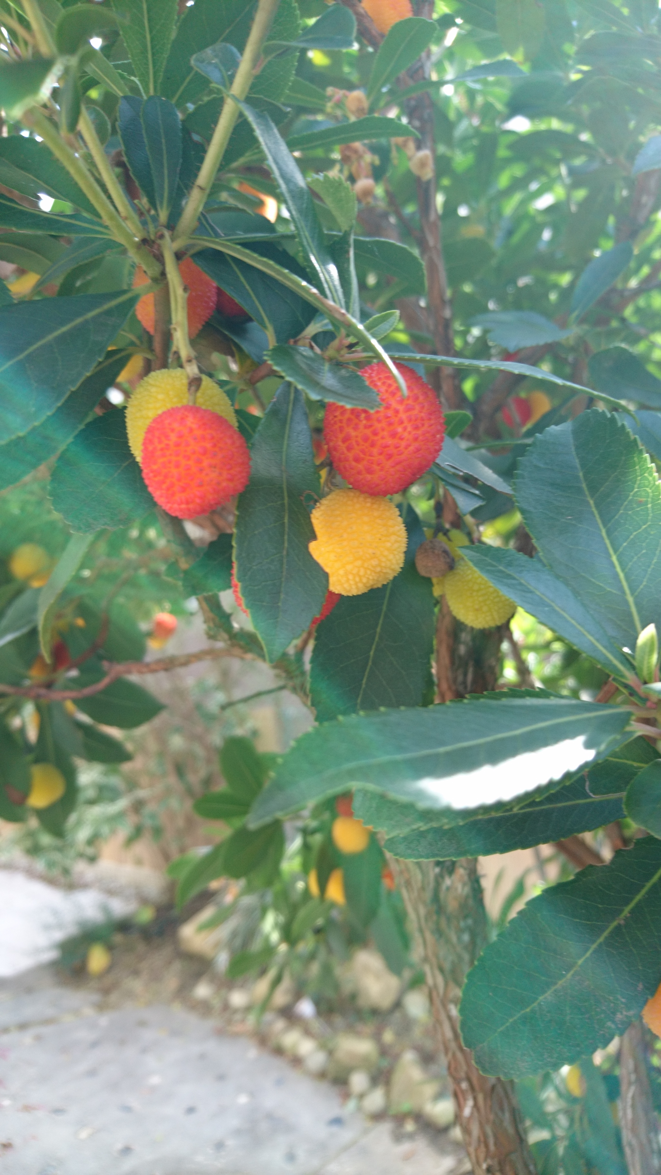 イチゴの木 苗木 約16ｃｍ いちごのような実のなる木 Iichi ハンドメイド クラフト作品 手仕事品の通販