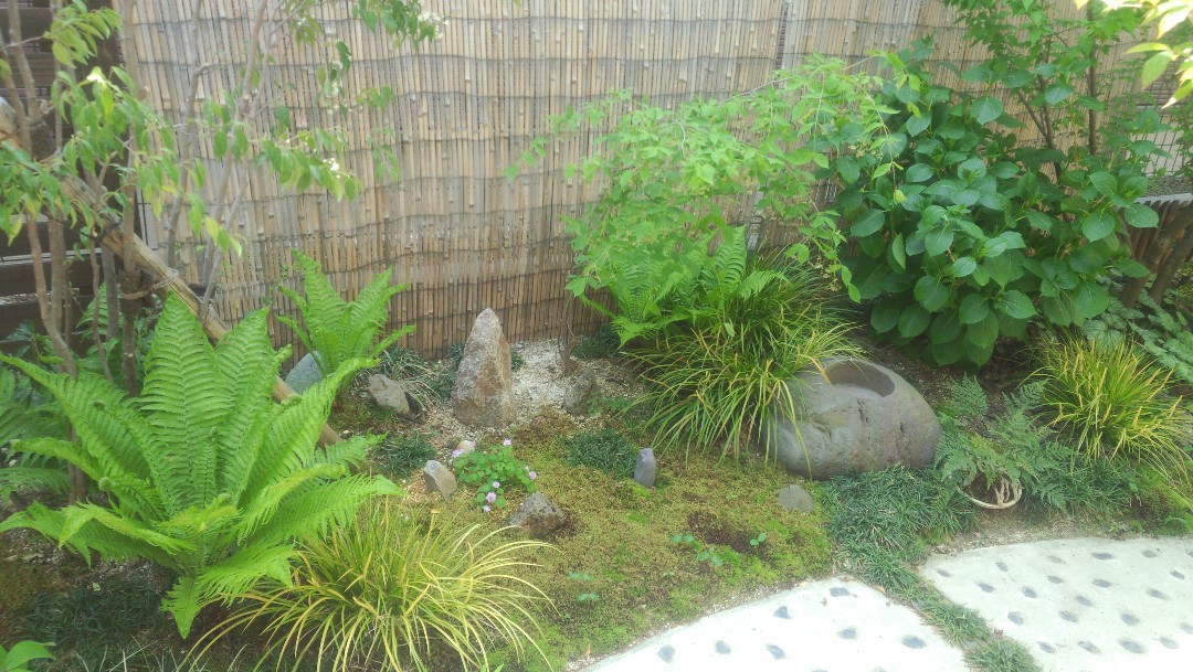 クサソテツ コゴミ 雑木の庭の下草にシダ類の植物です Iichi ハンドメイド クラフト作品 手仕事品の通販