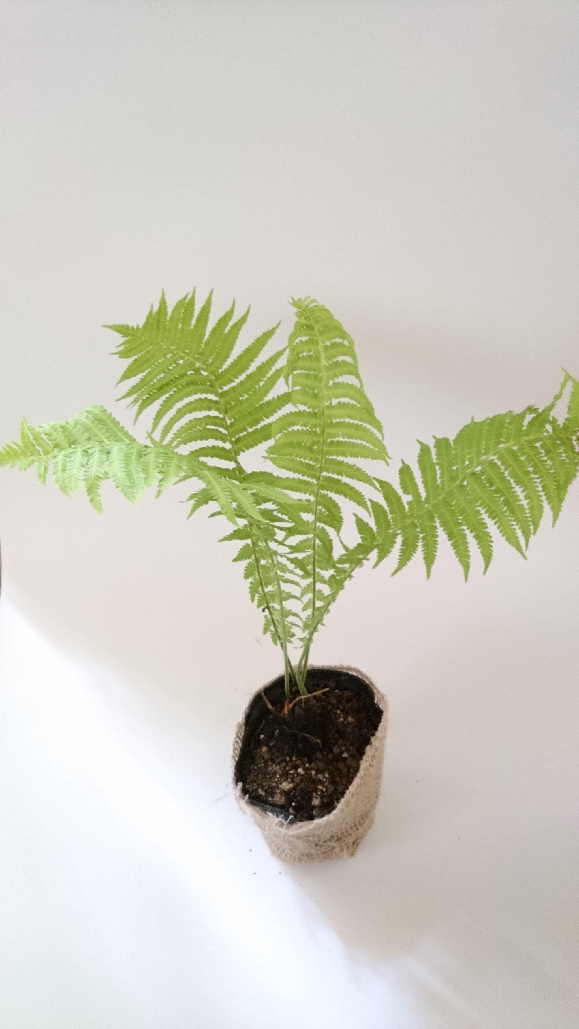 クサソテツ コゴミ 雑木の庭の下草にシダ類の植物です Iichi ハンドメイド クラフト作品 手仕事品の通販